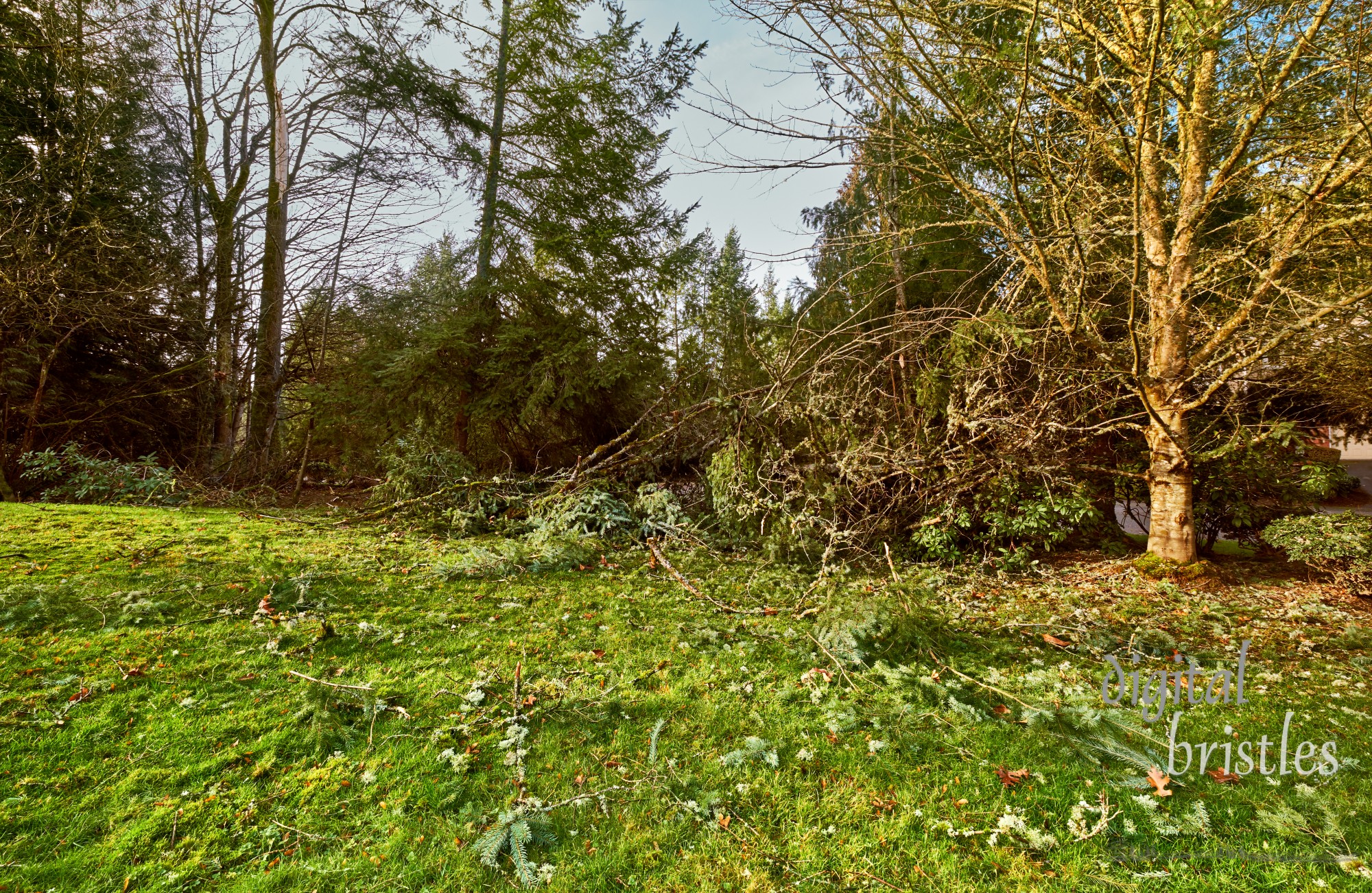 Suburban front yard following Winter windstorm taking down trees and branches