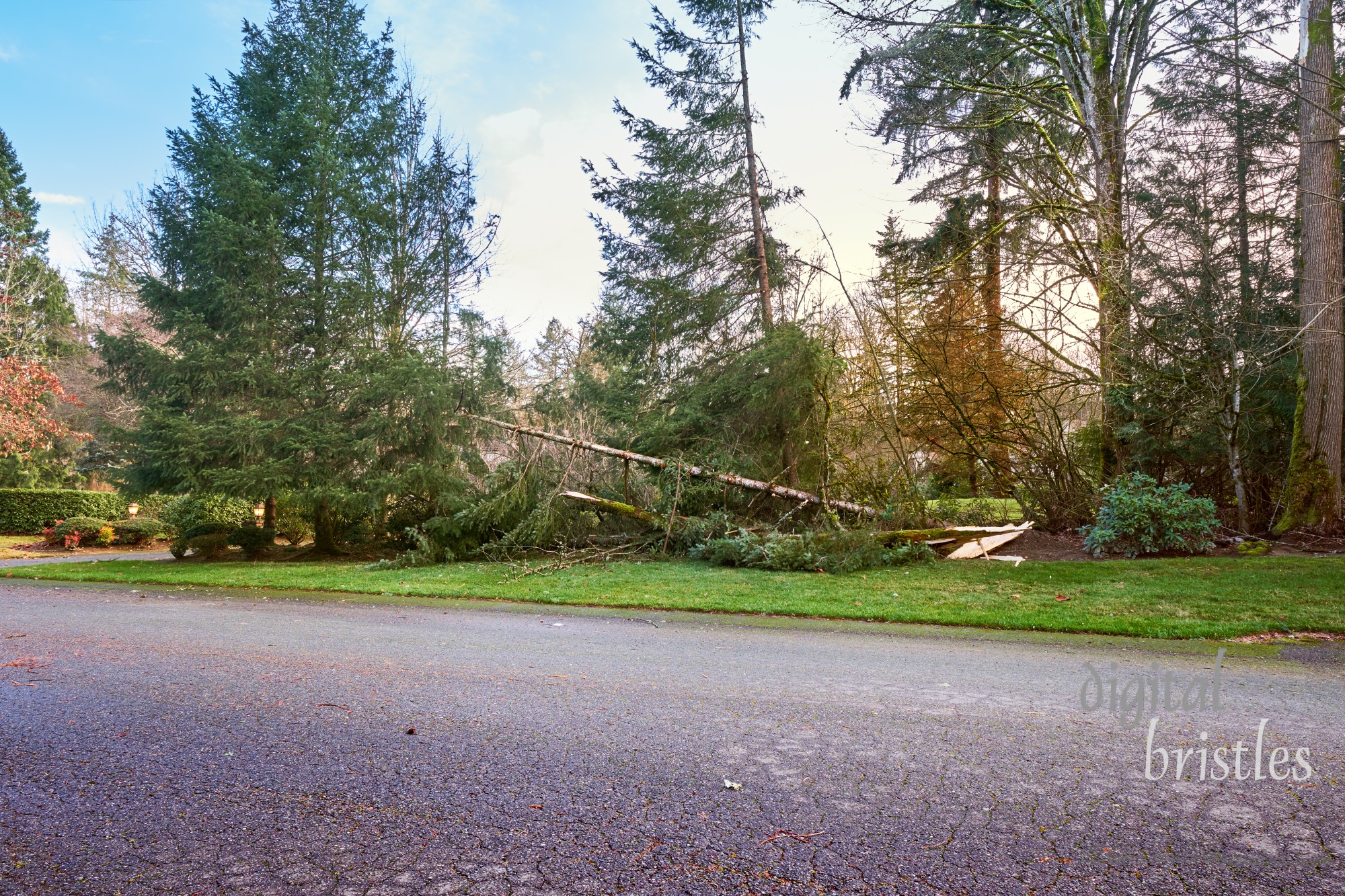 Front yard of suburban home after a Winter windstorm knocked down trees