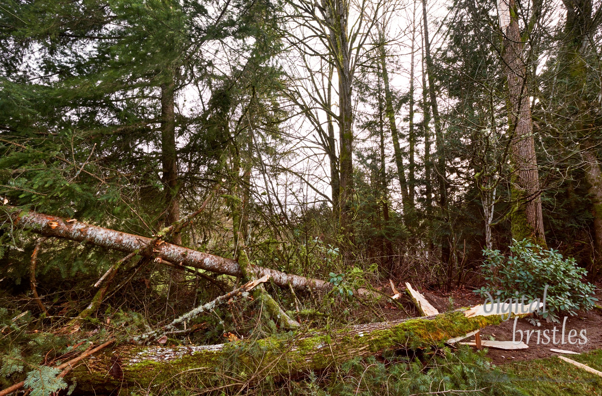 Uprooted tree and downed branches after winter storm in suburban garden