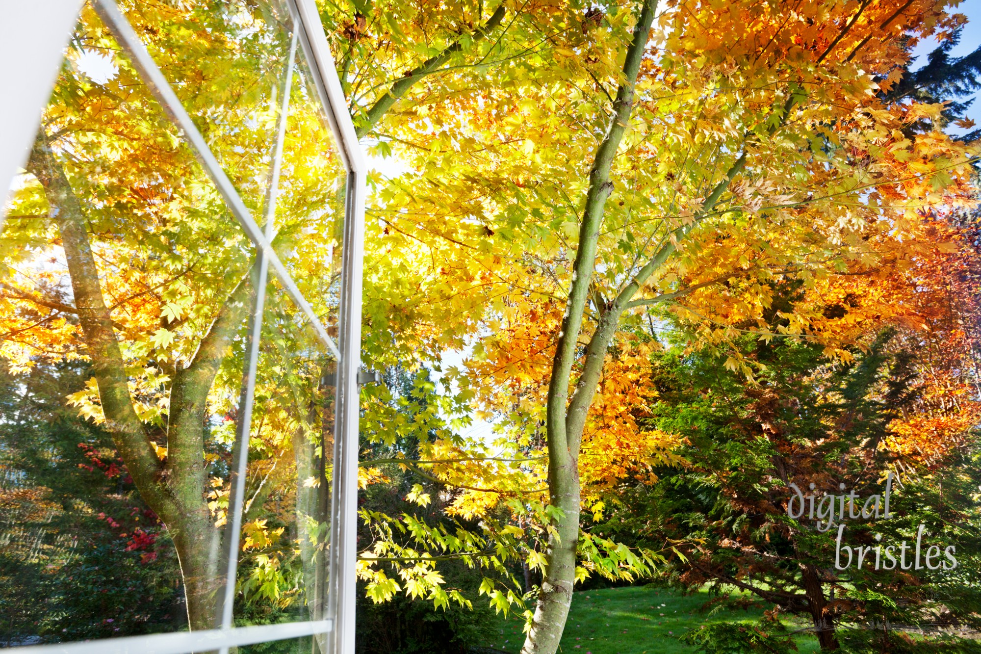 Window has a view of garden's leaves in the autumn afternoon sun