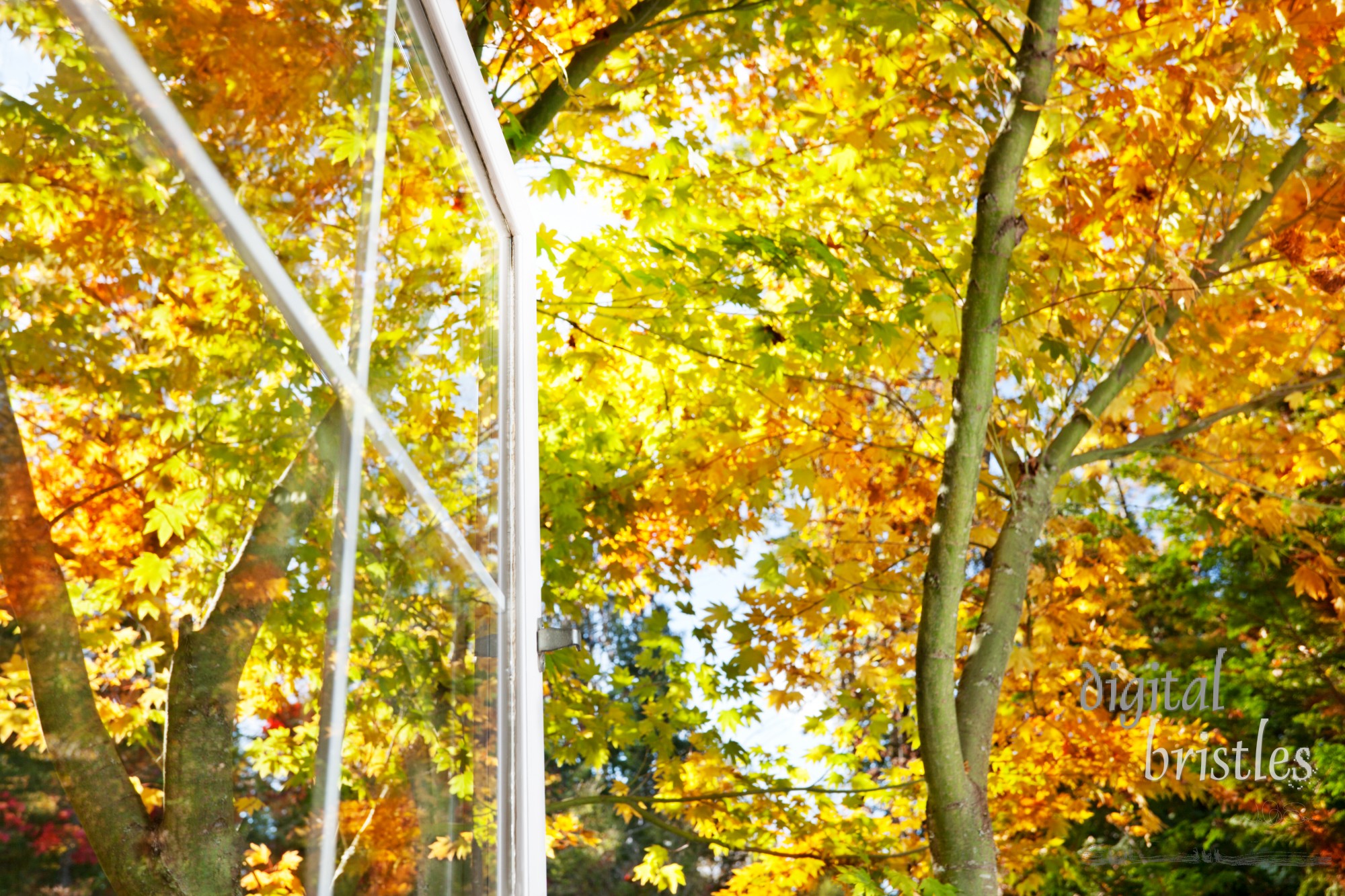 Window has a view of leaves bright in the autumn afternoon sun