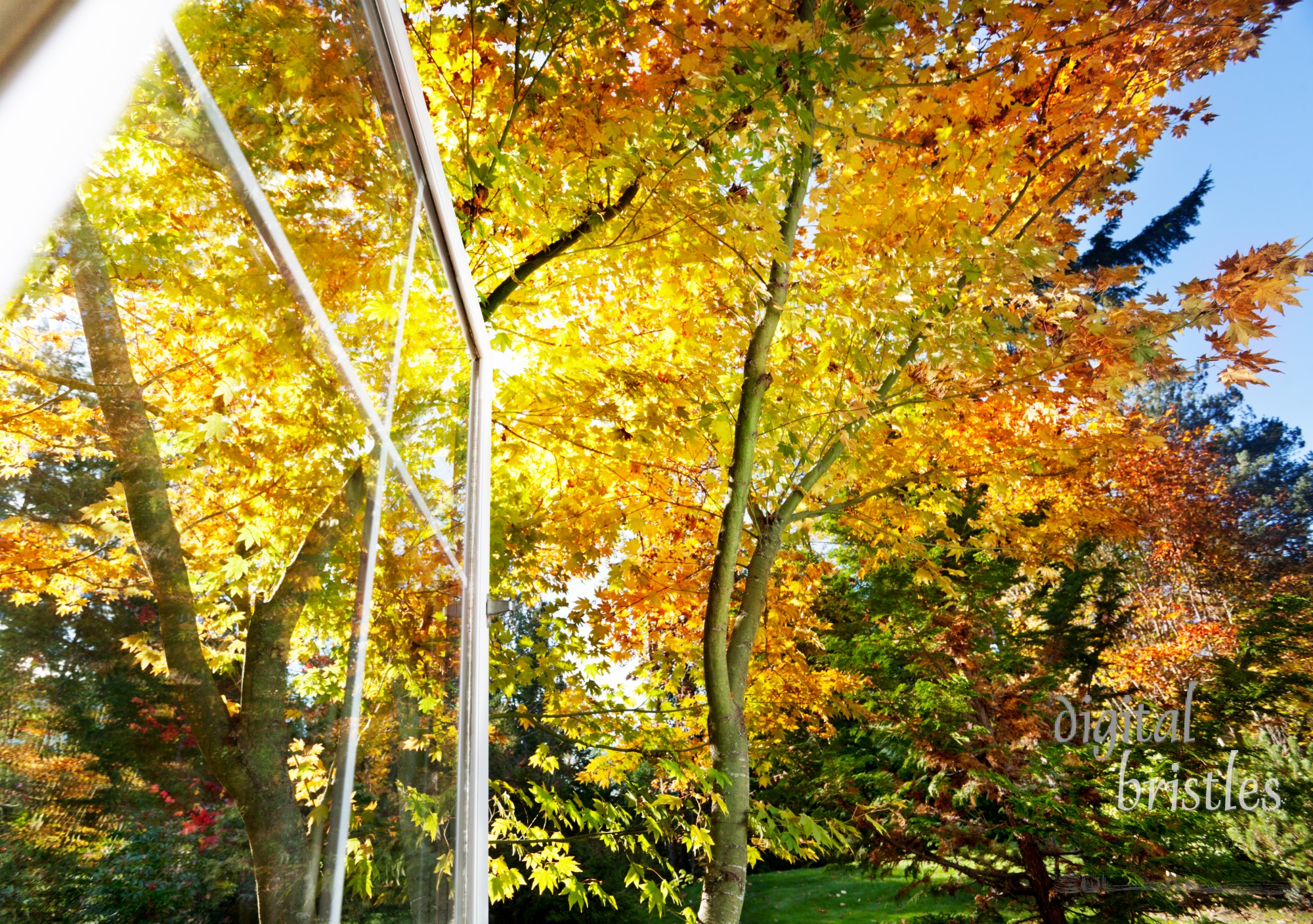 Fall foliage in the afternoon sunlight through an open window