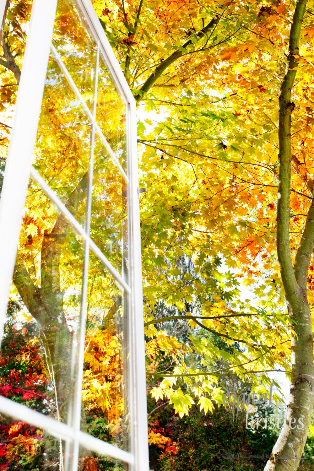 Window has a view of leaves bright in the autumn afternoon sun