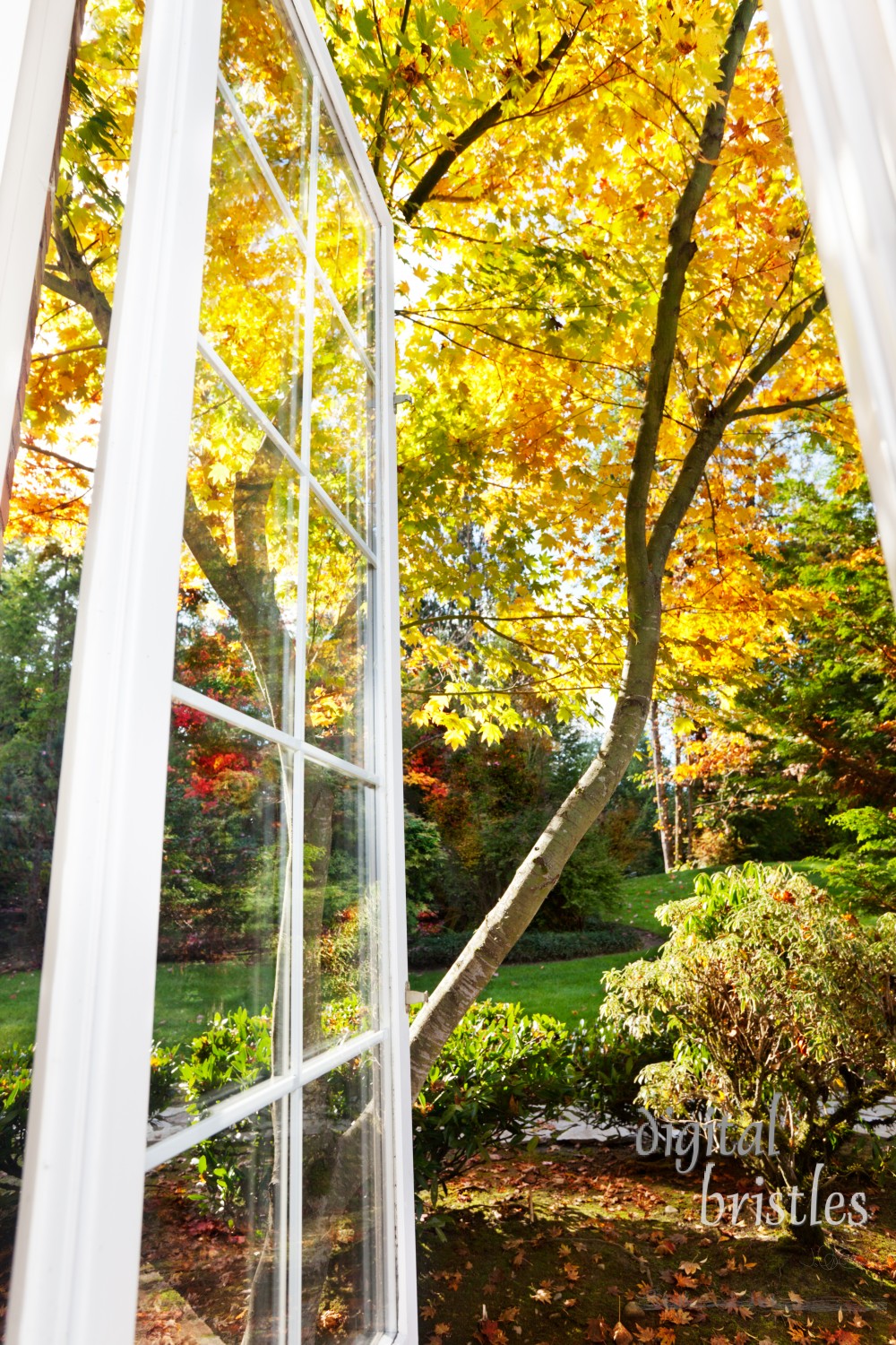 Window has a view of leaves bright in the autumn afternoon sun