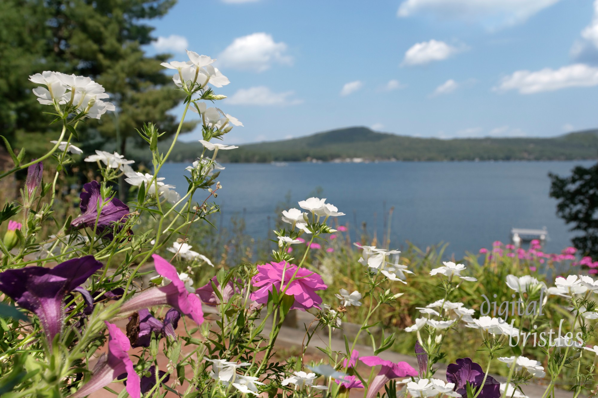 Summer flowers and a view of the lake