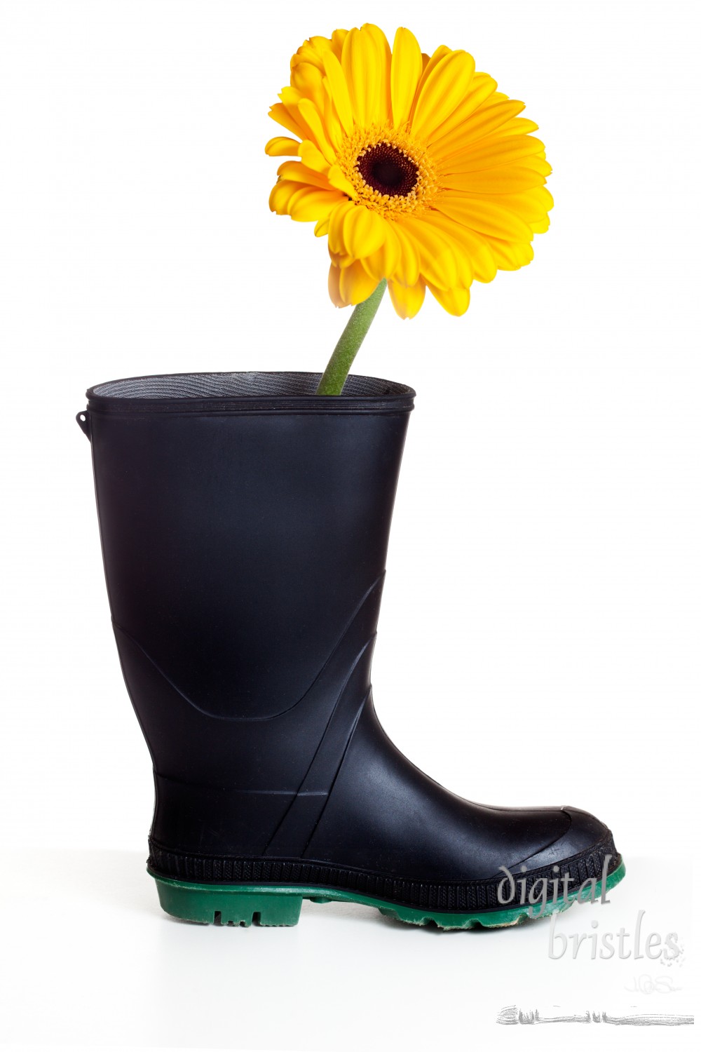 Black wellington boot with yellow  Gerbera Daisy