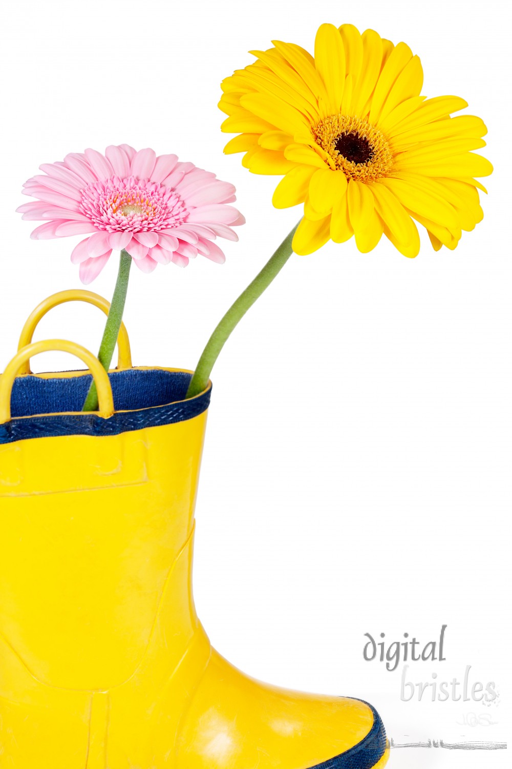 Yellow wellington boot with yellow and pink Gerbera Daisies