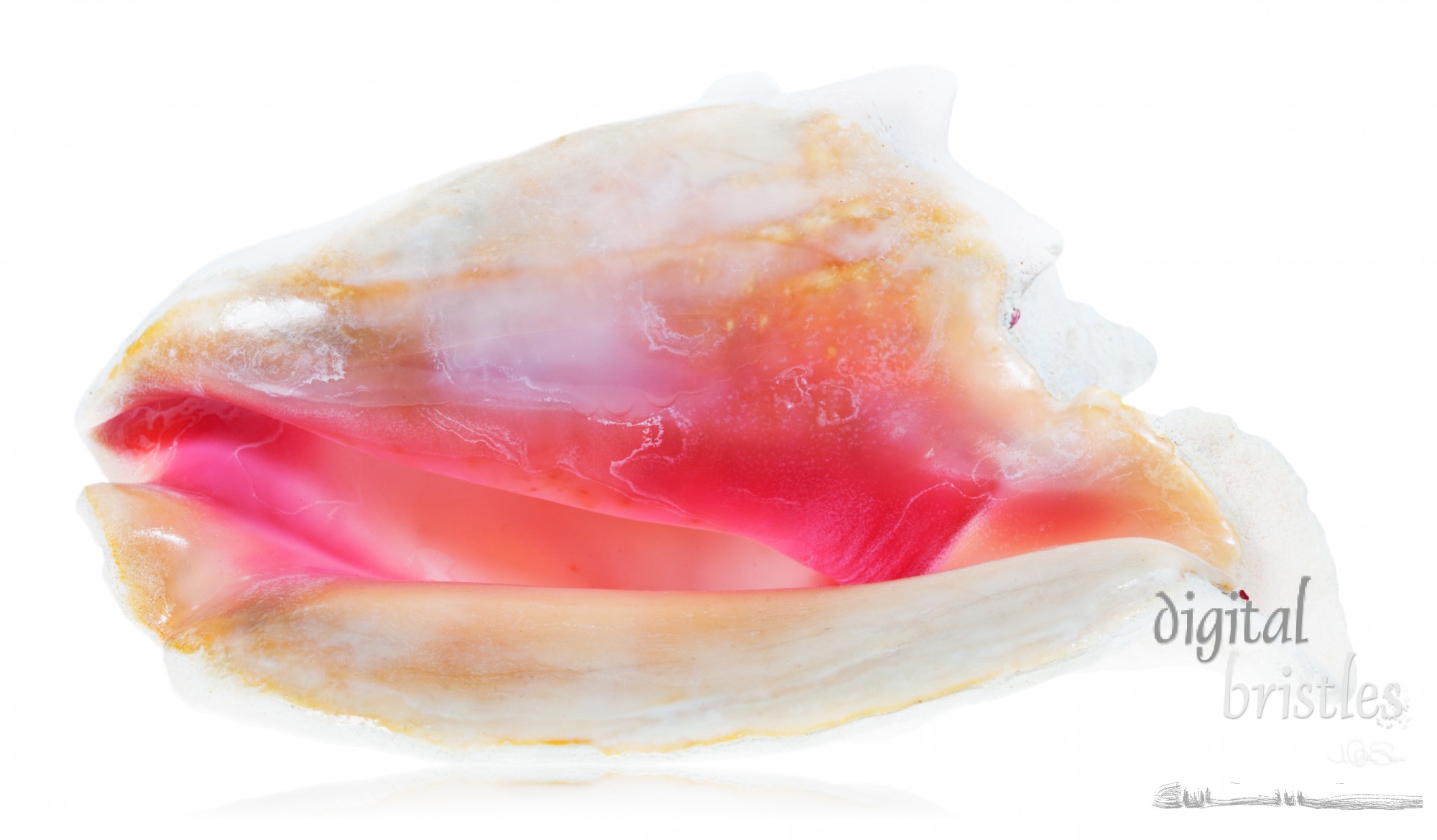 Queen conch shell opening, side view