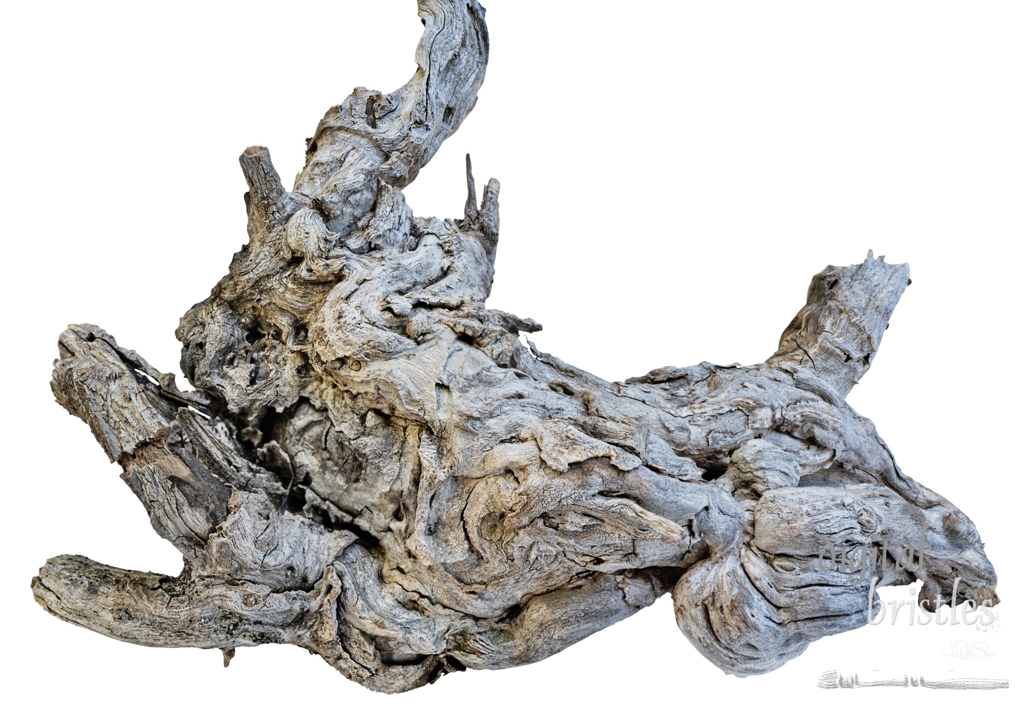 Deeply weathered, gnarly piece of driftwood