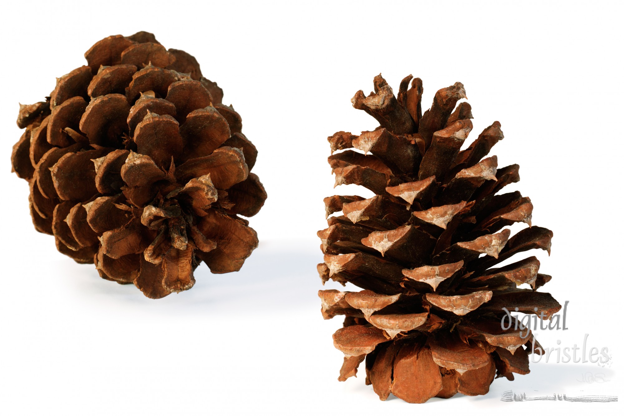 A pair of pine cones