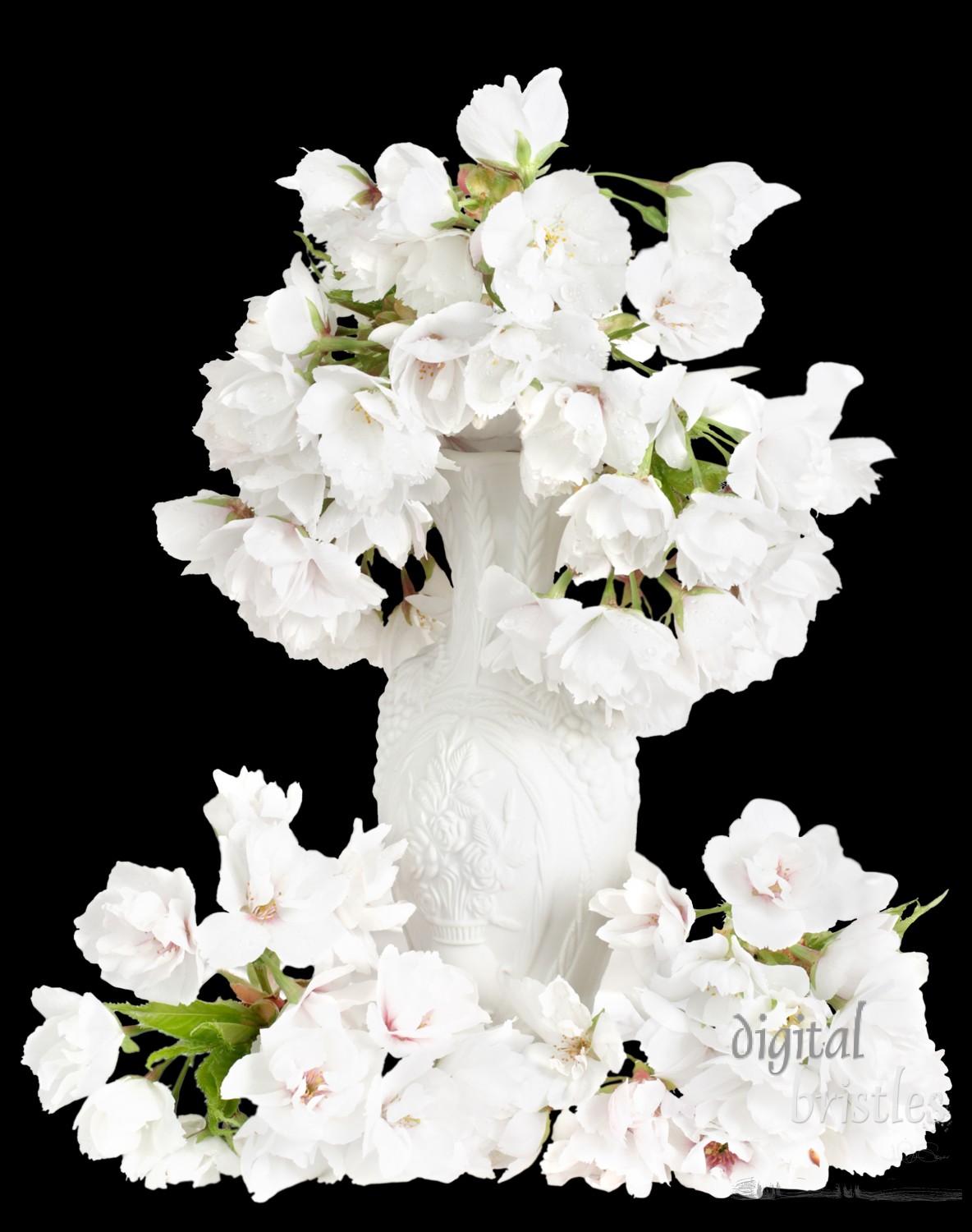 White cherry blossoms spilling out of a white porcelain vase