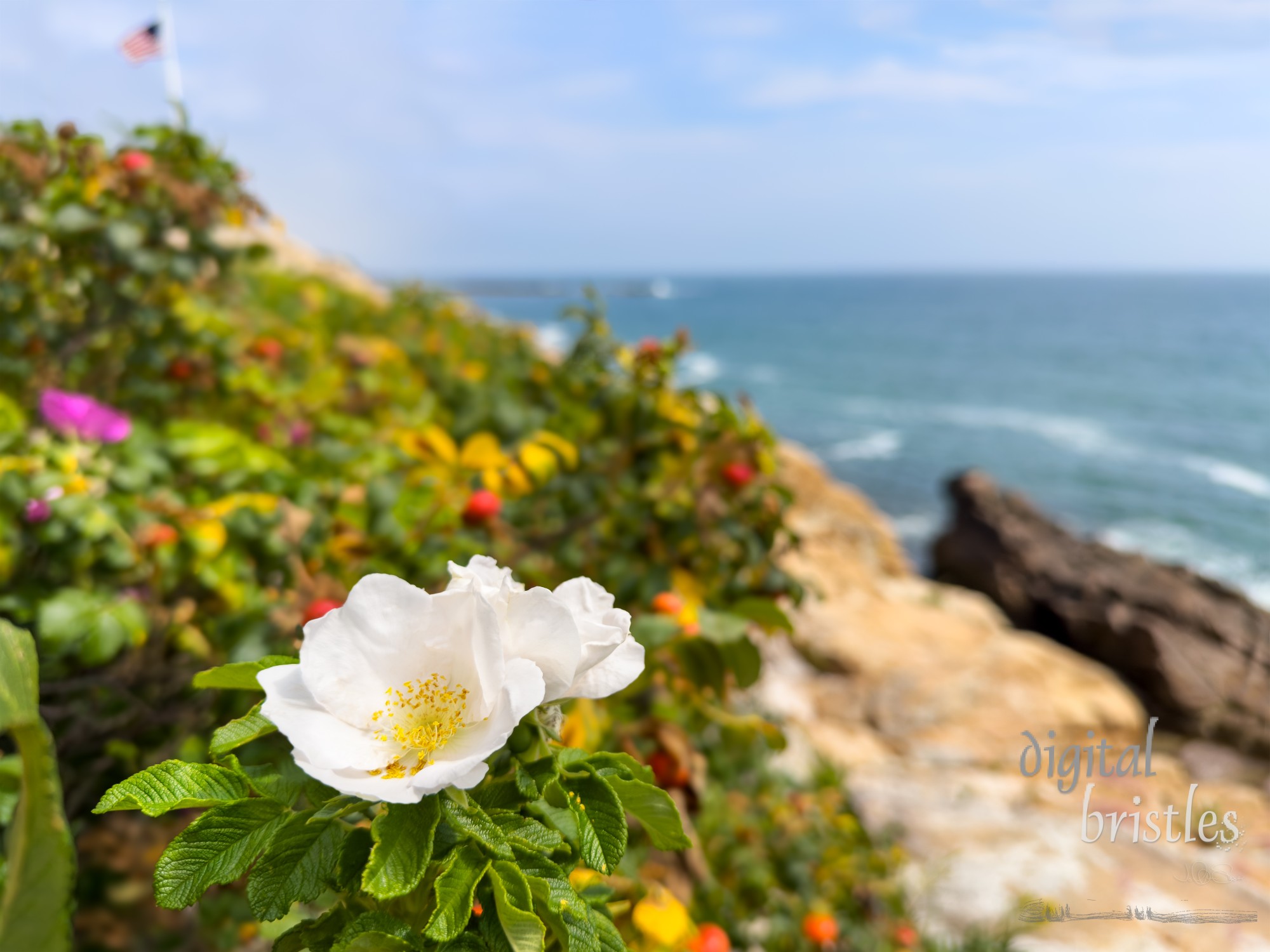 White and pink beach roses along the rocks on Maine's coast