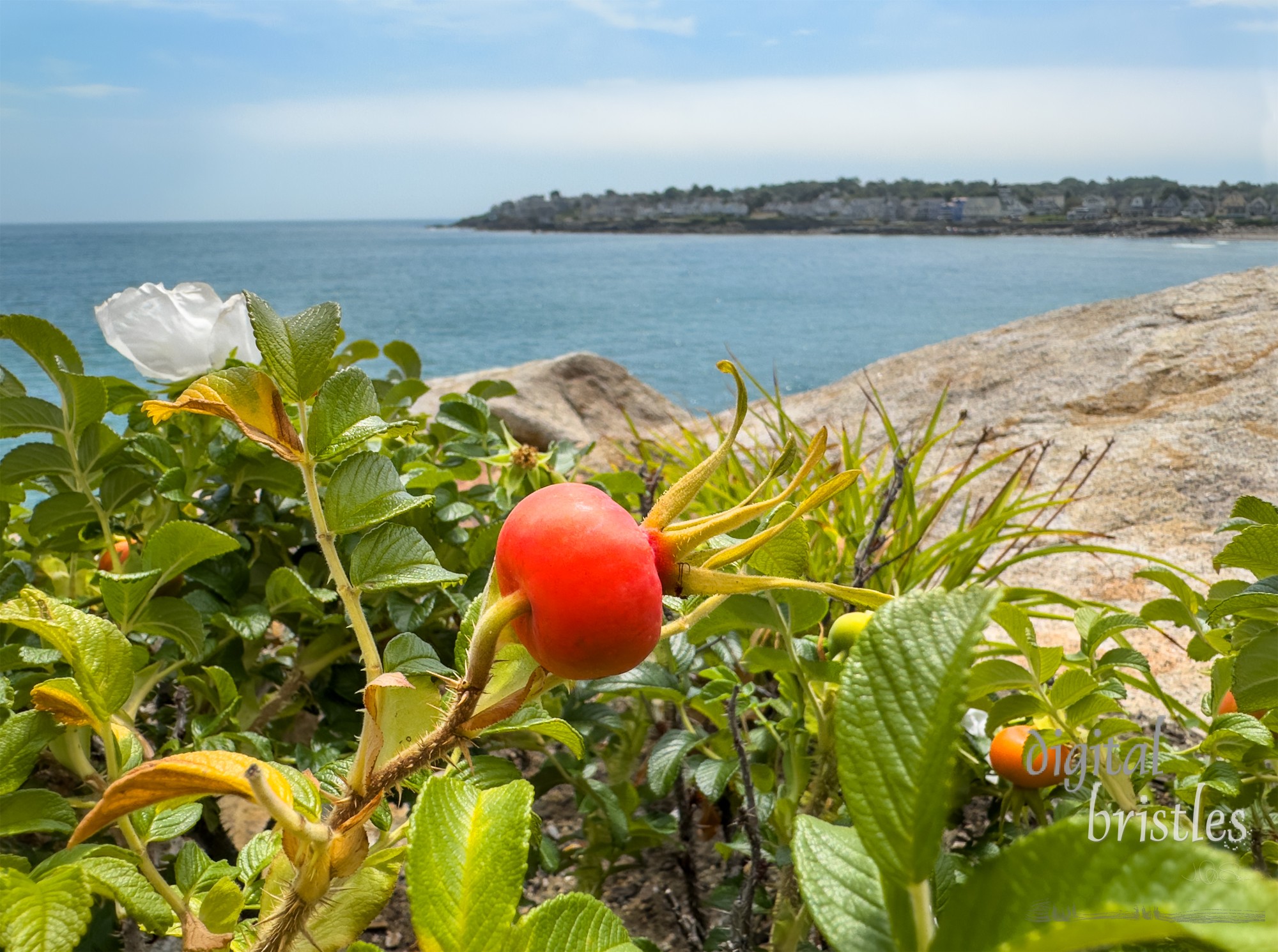 Beach roses with rose hips overlooking the beach, York, Maine