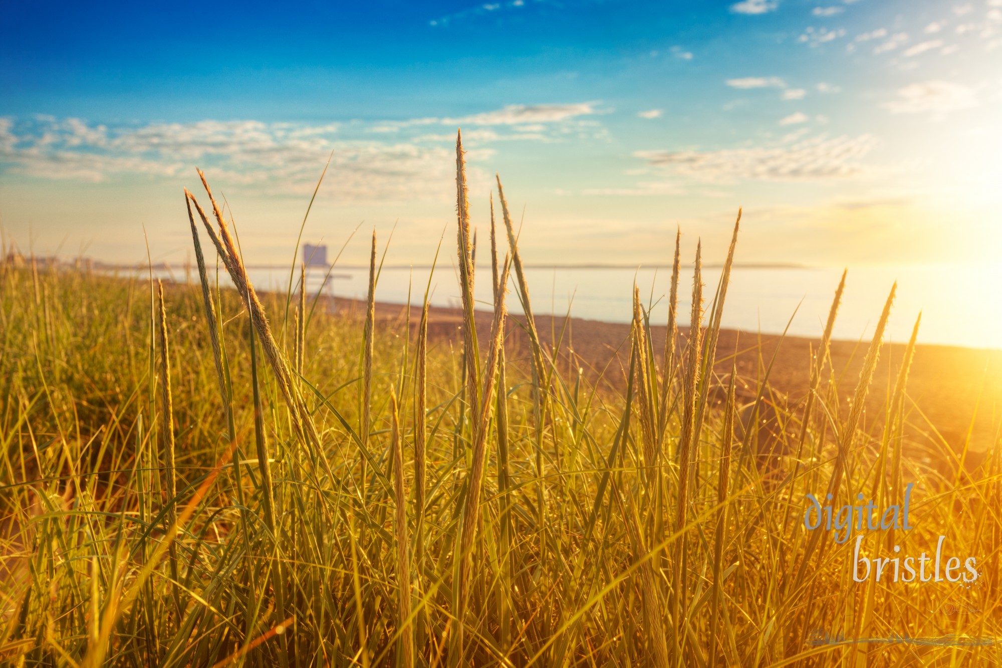 Early morning sunlight warms the damp dune grasses on a sandy Maine beach