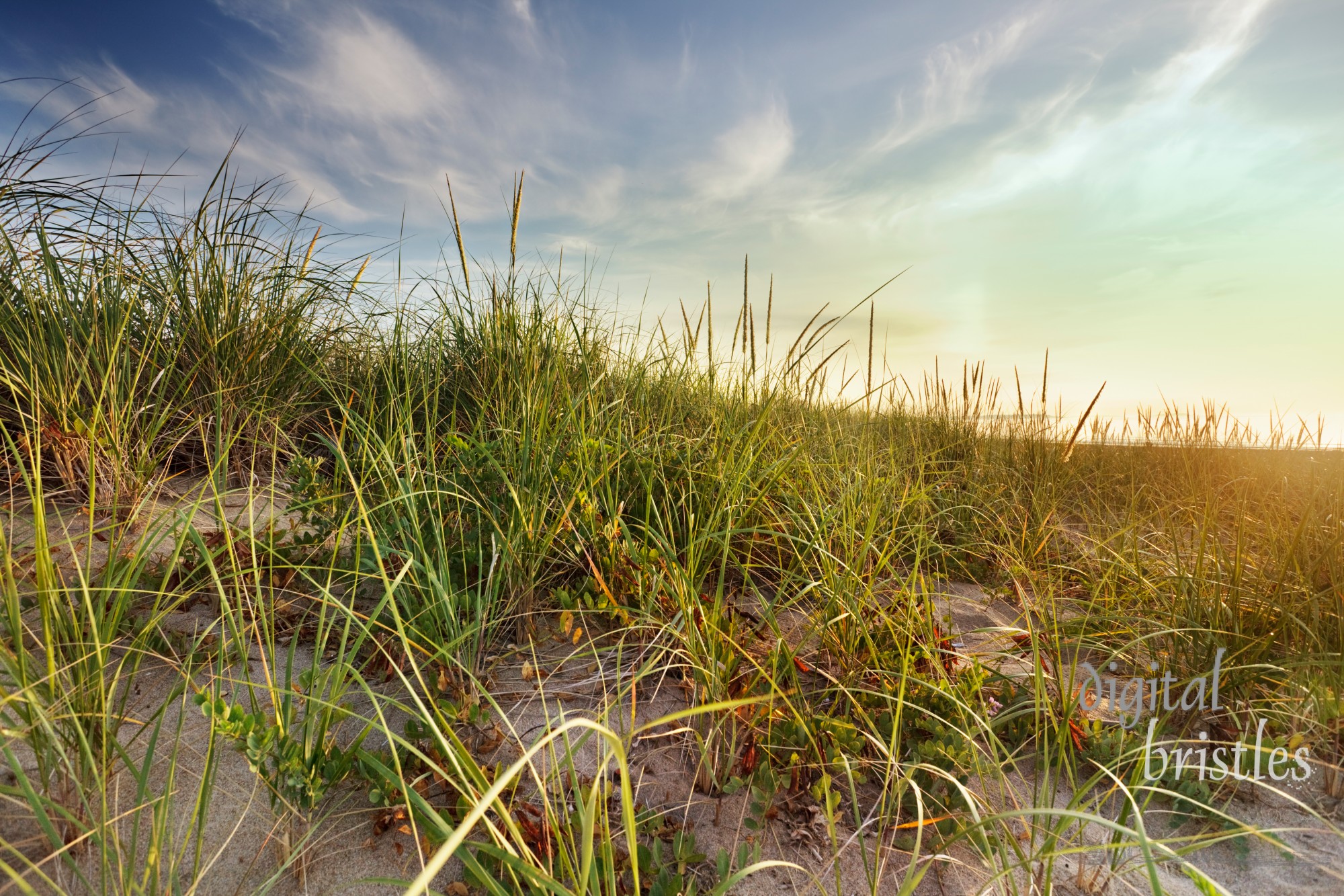 Sunrise splashes Maine dune grasses with golden light