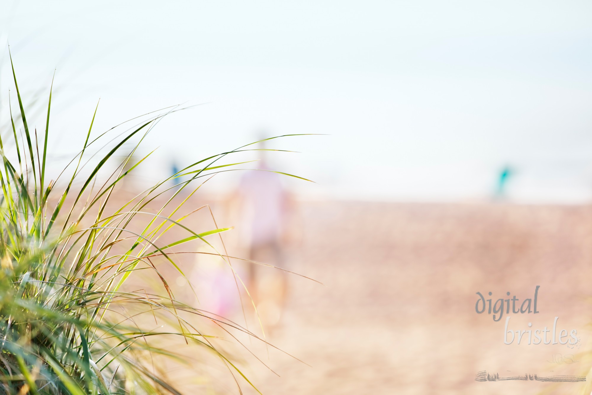 Dune grasses overlooking the beach and morning walkers