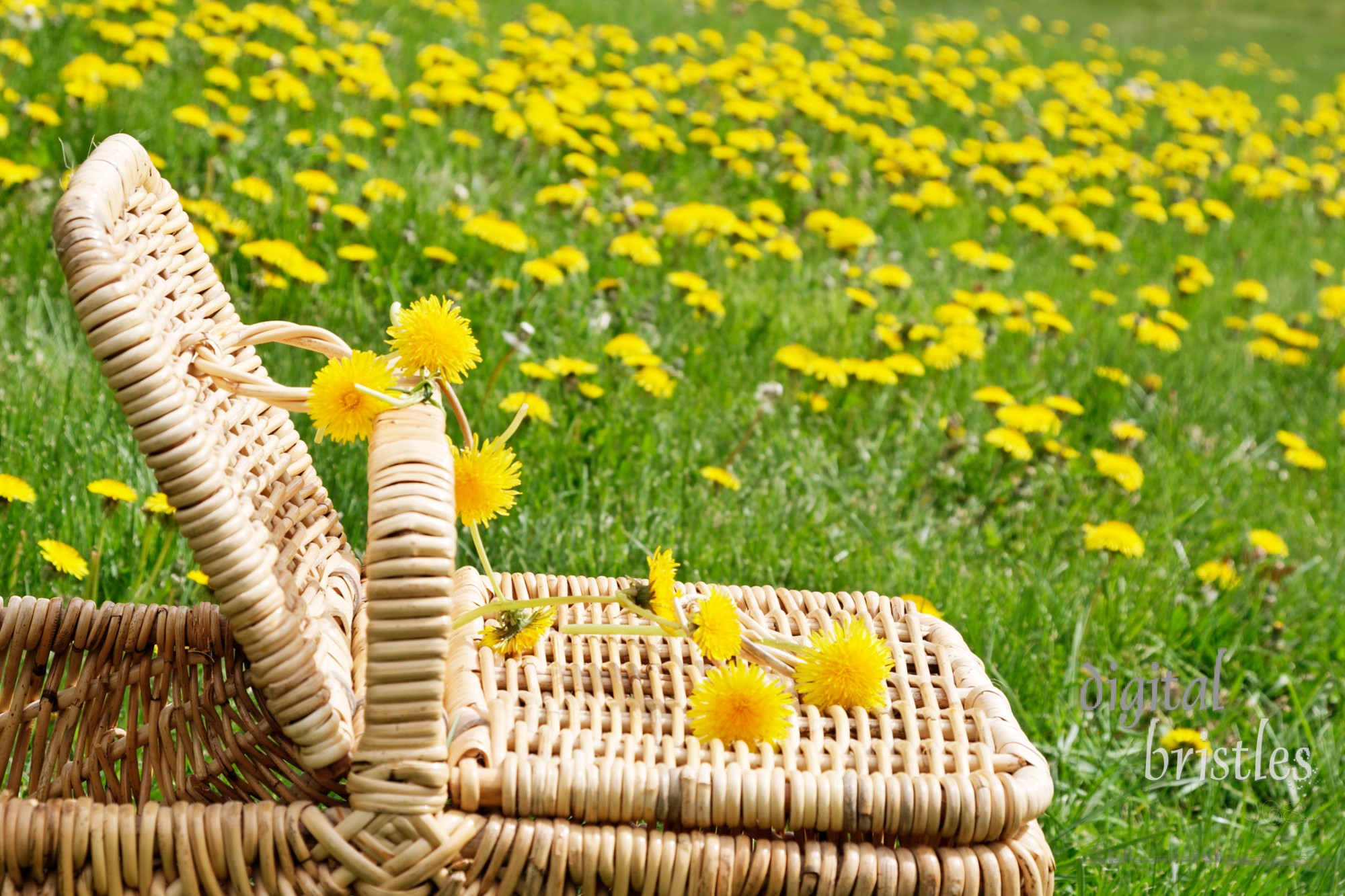 Picnic basket in a field of dandelions