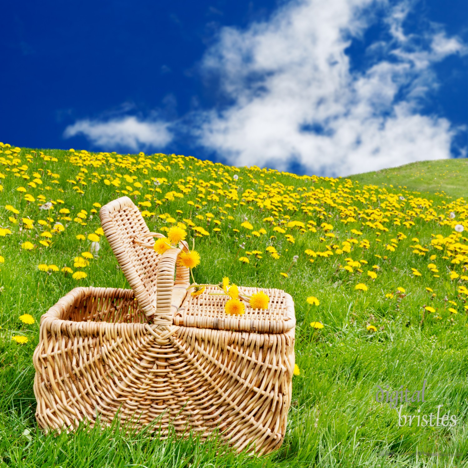 Picnic basket sitting on the grass in a rolling, dandelion filled meadow