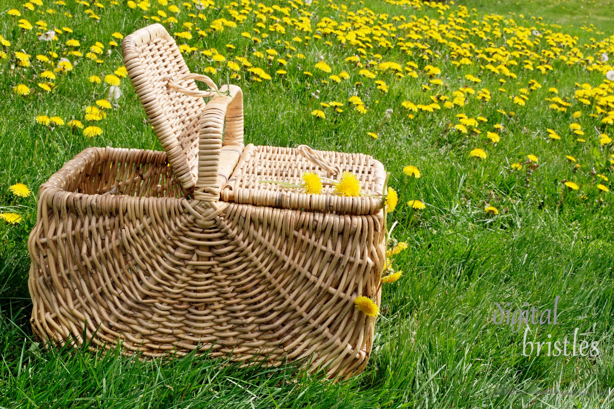 Picnic basket in a field of dandelions