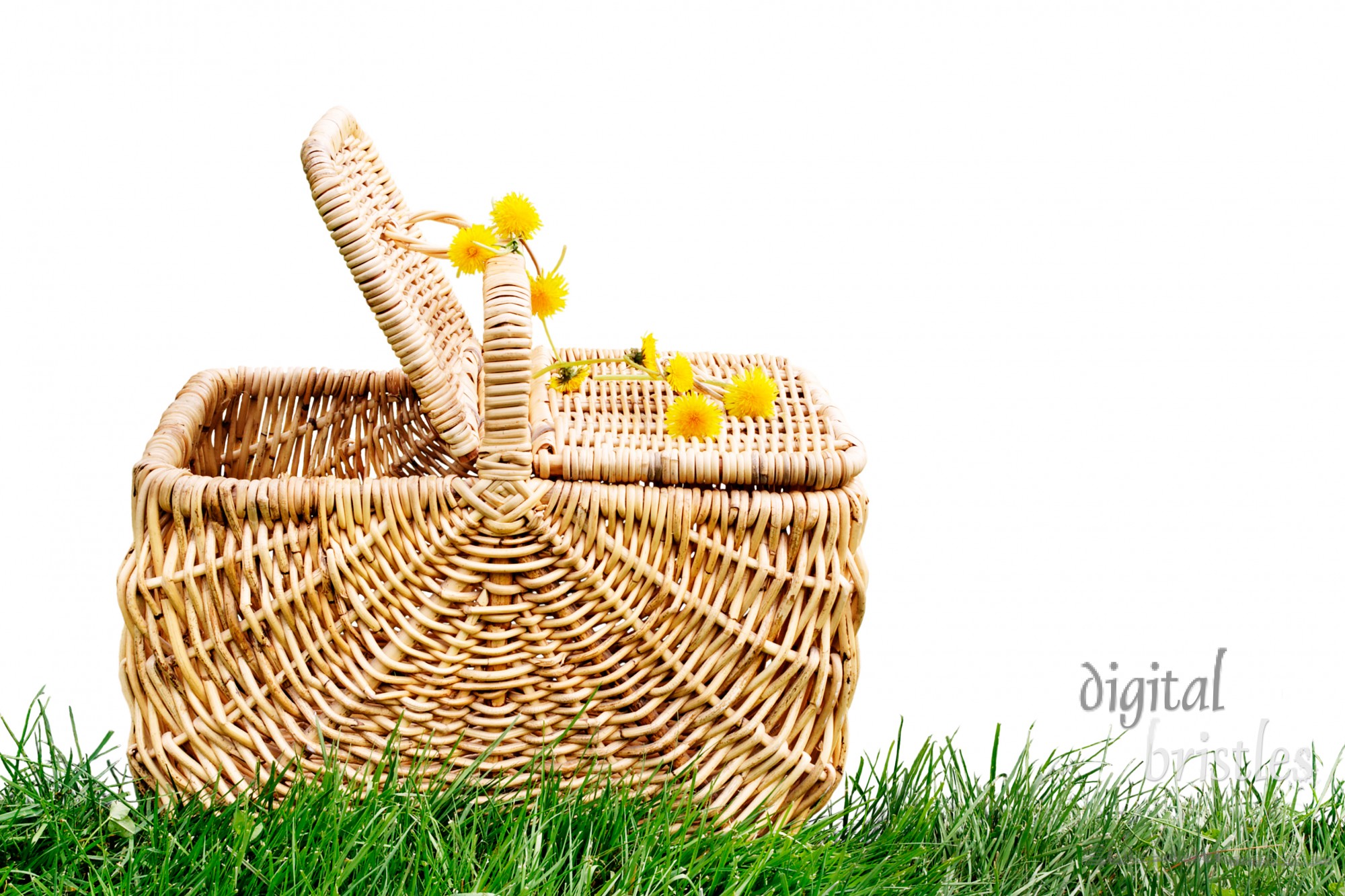 Isolated wicker picnic basket with dandelion chain