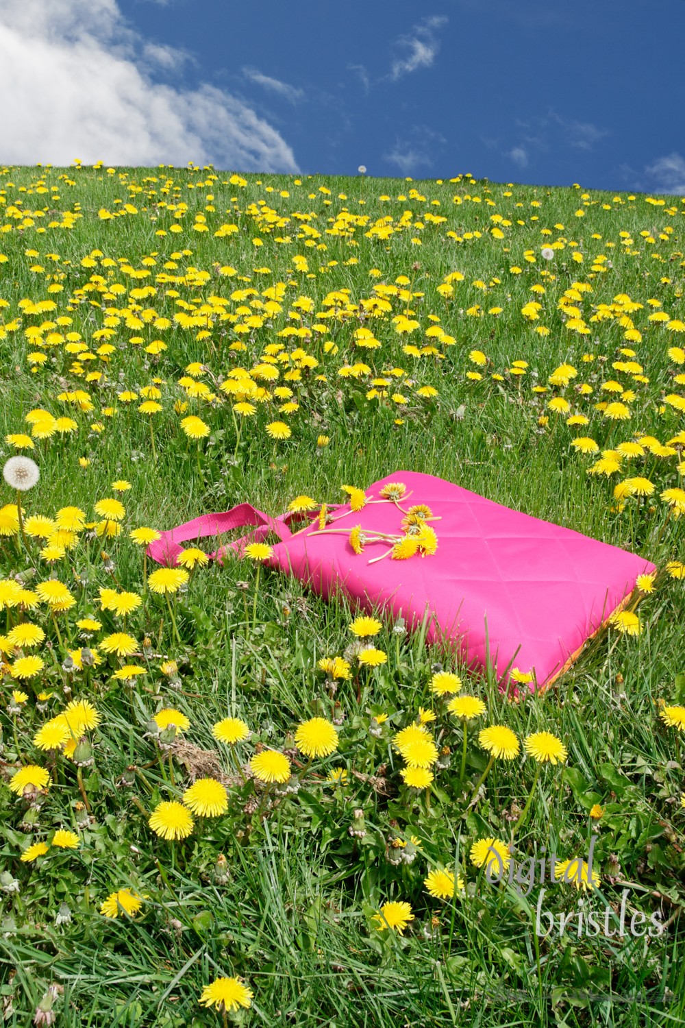 Folded picnic blanket in a field of dandelions