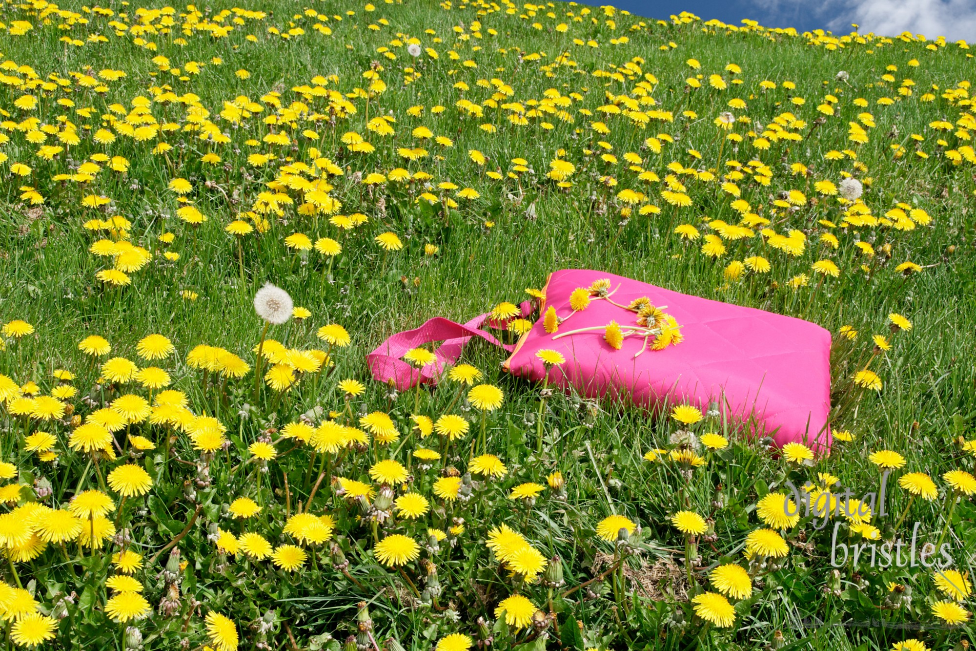 Folded picnic blanket in a field of dandelions