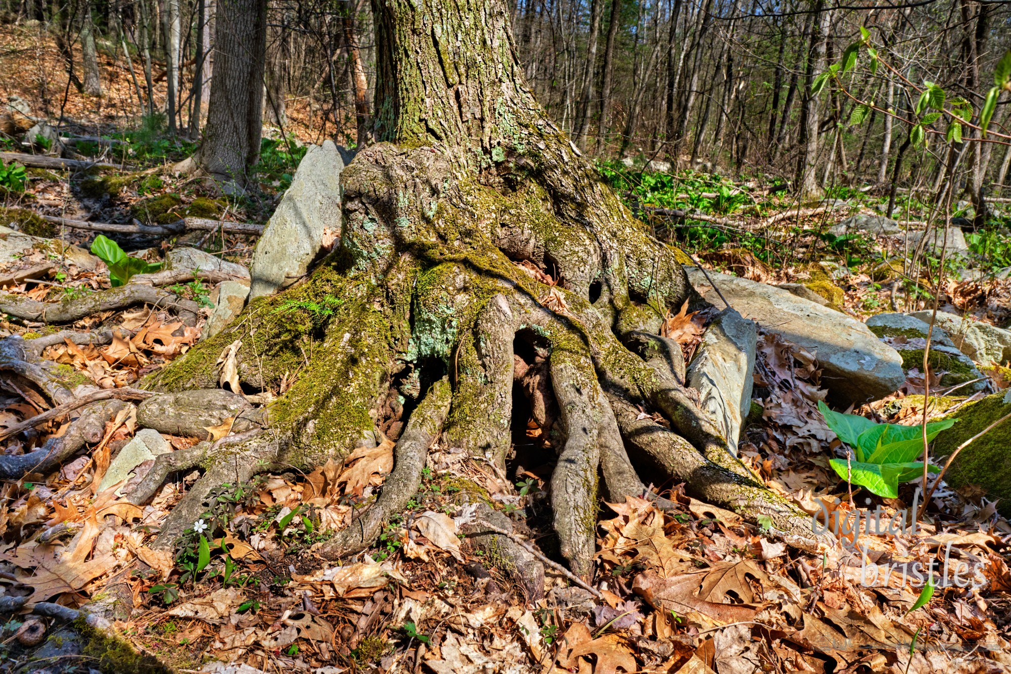 Deep in the woods, an old tree's gnarled roots wrap and incorporate many rocks