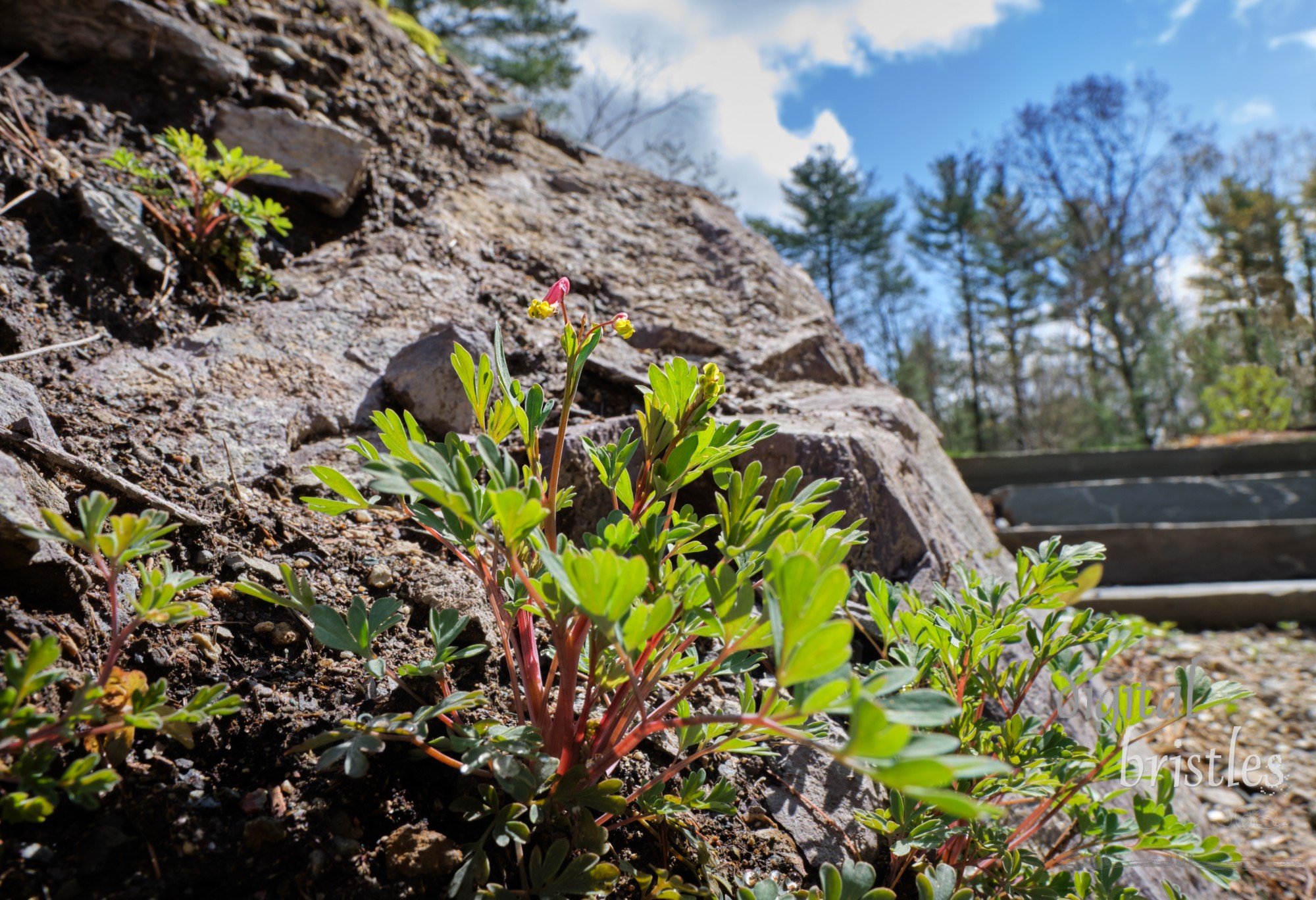 Any soil on a rocky ledge allows tiny plants such as Rock Harlequin (Pink Corydalis) to push up into early Spring sunshine