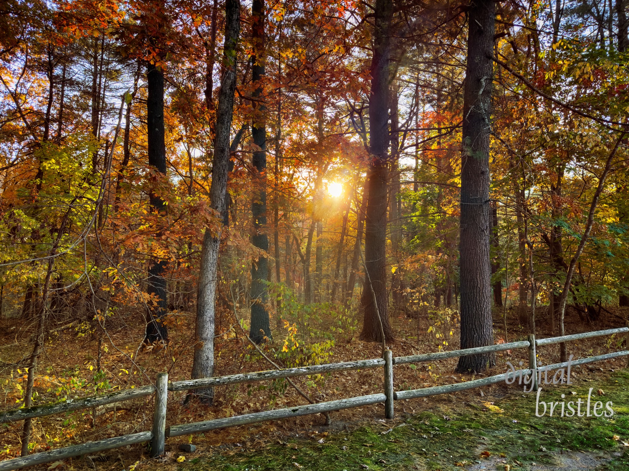 Nearing the end of a warm Autumn day in a colorful forest