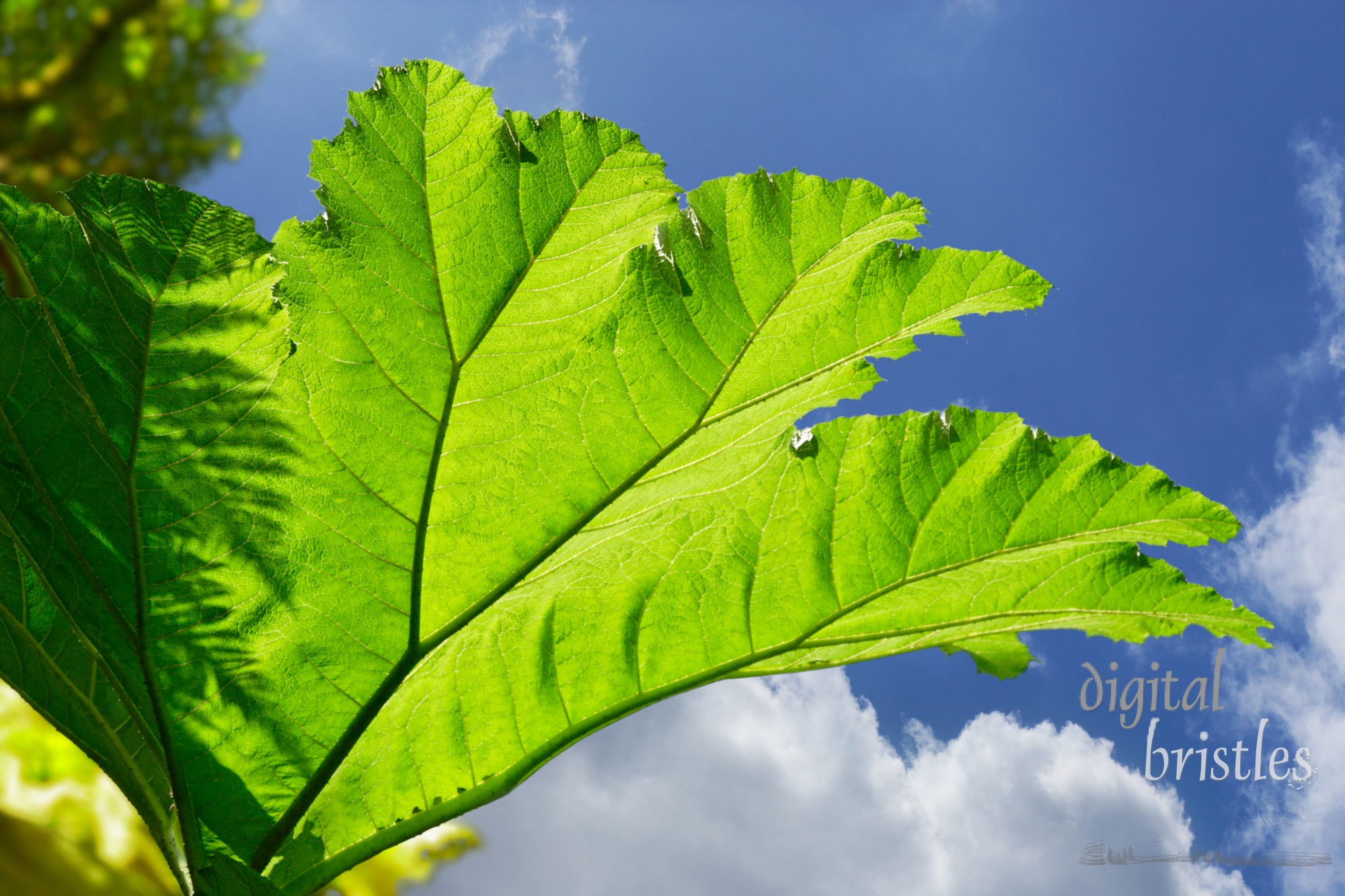 Huge sunlit  leaf of a 