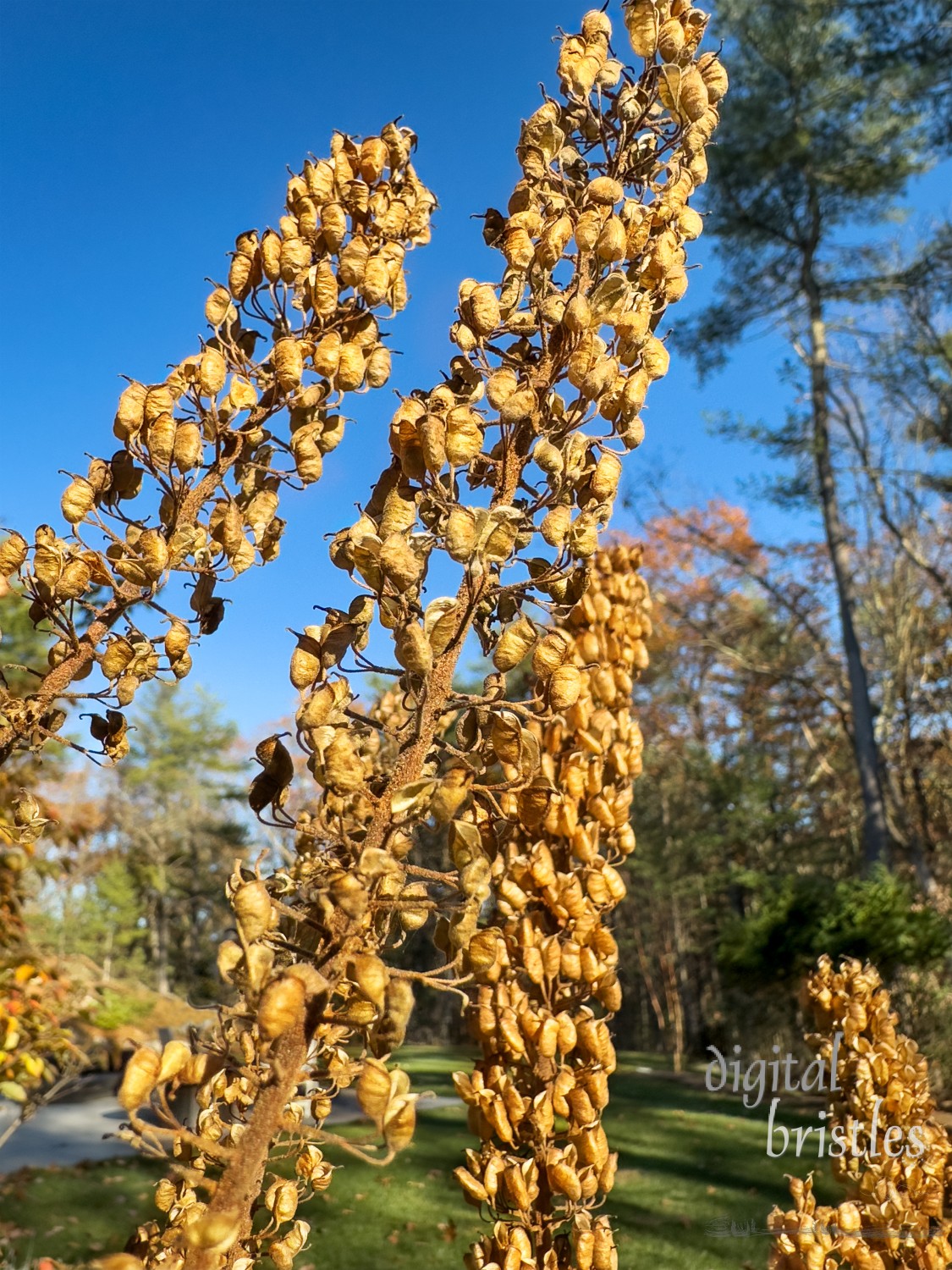 Black cohosh seed pods mimic the shapes of birds or insects on a fall afternoon