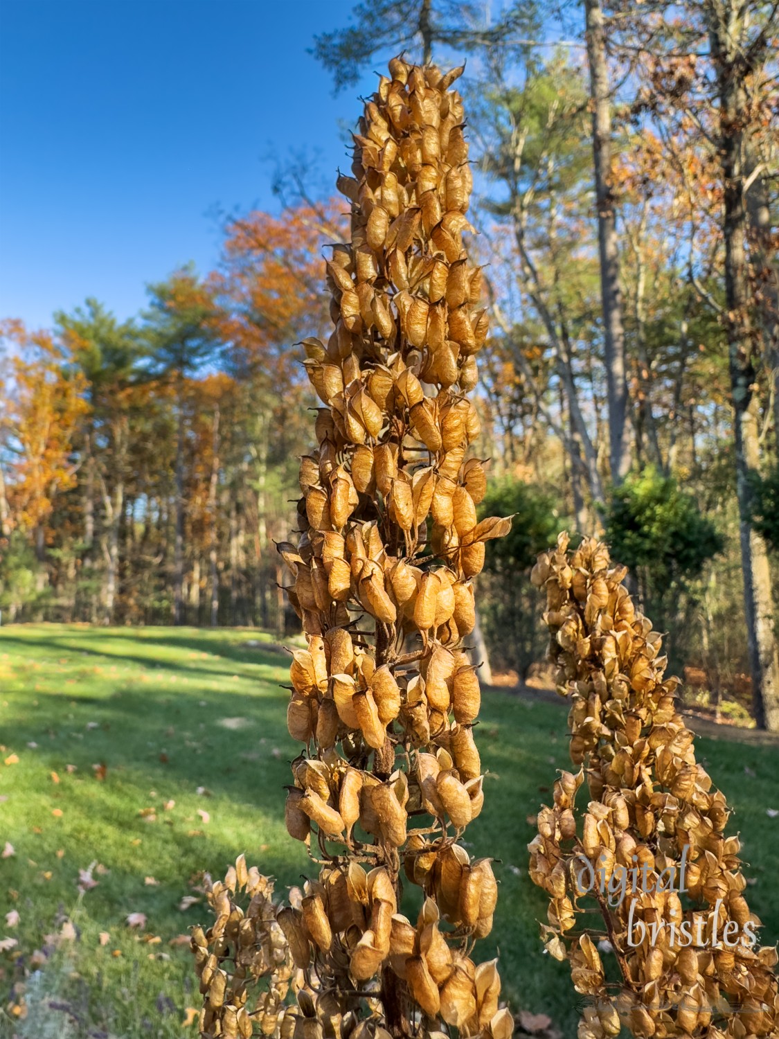 Seed pods from black cohosh provide food for small birds in the autumn garden