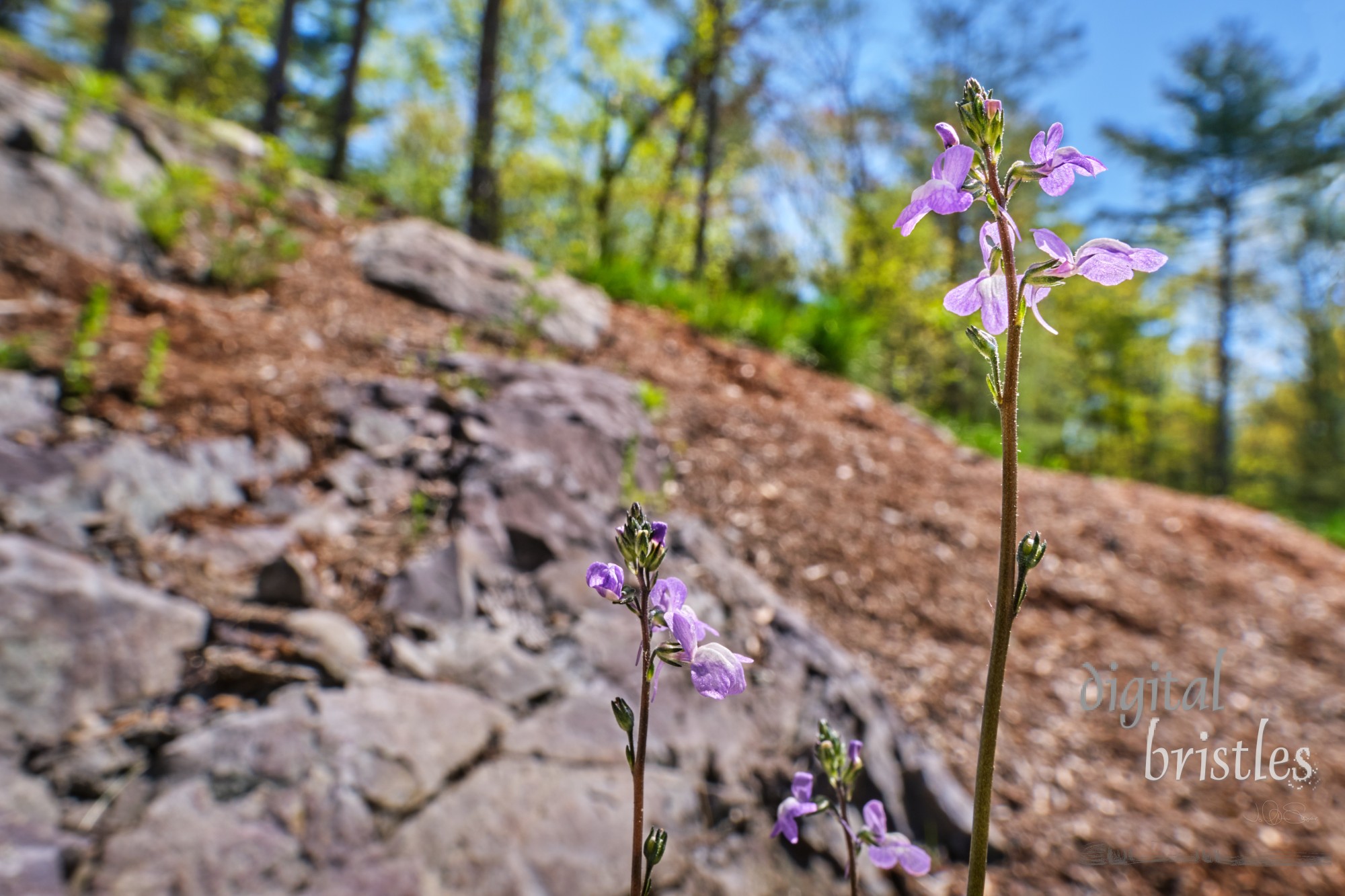 Sunny Spring morning brightened by tiny, delicate, blue toadflax flowers