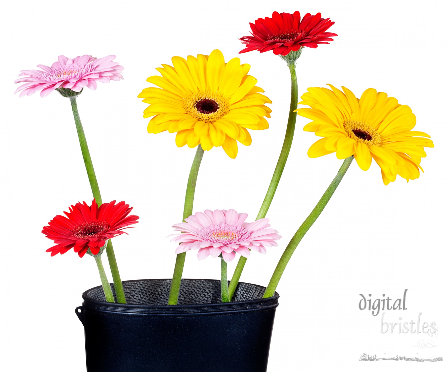 Wellington boot with colorful Gerbera daisies