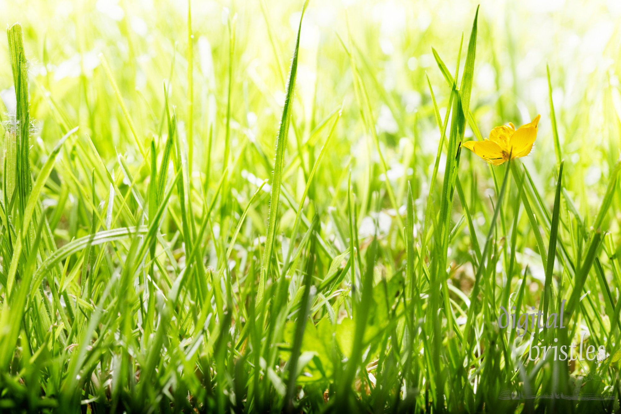 One buttercup in the long grass in bright sunshine