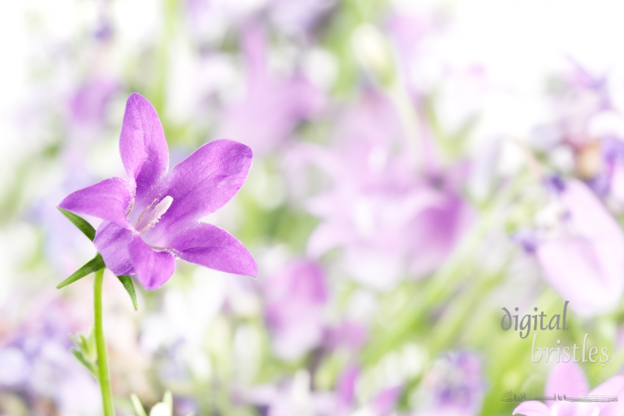 Delicate Bellflower - Campanula - stands out from the crowd