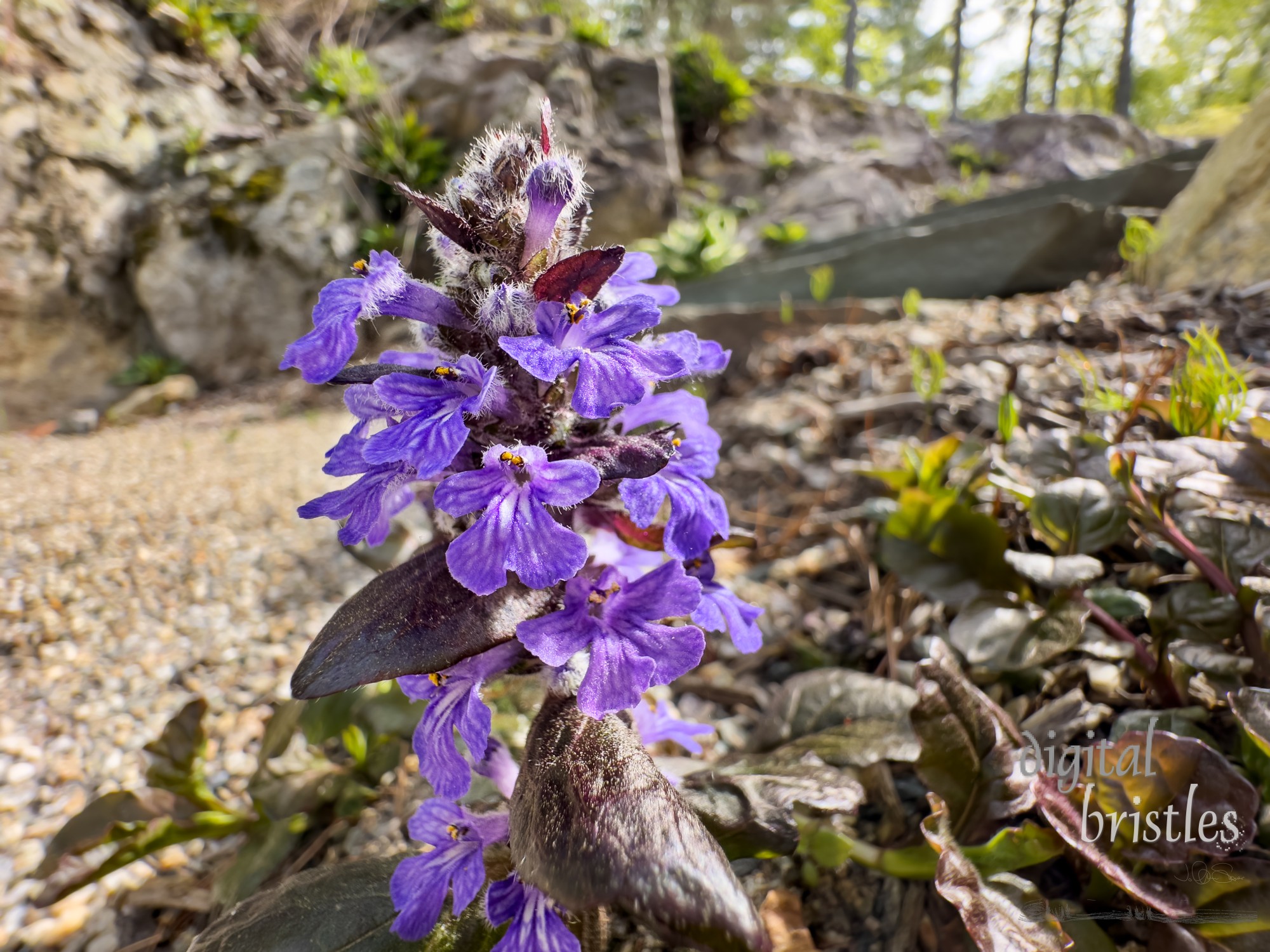 Tiny and pretty bugleweed, also known as Carpet bugle and carpetweed thriving in some spring warmth and light