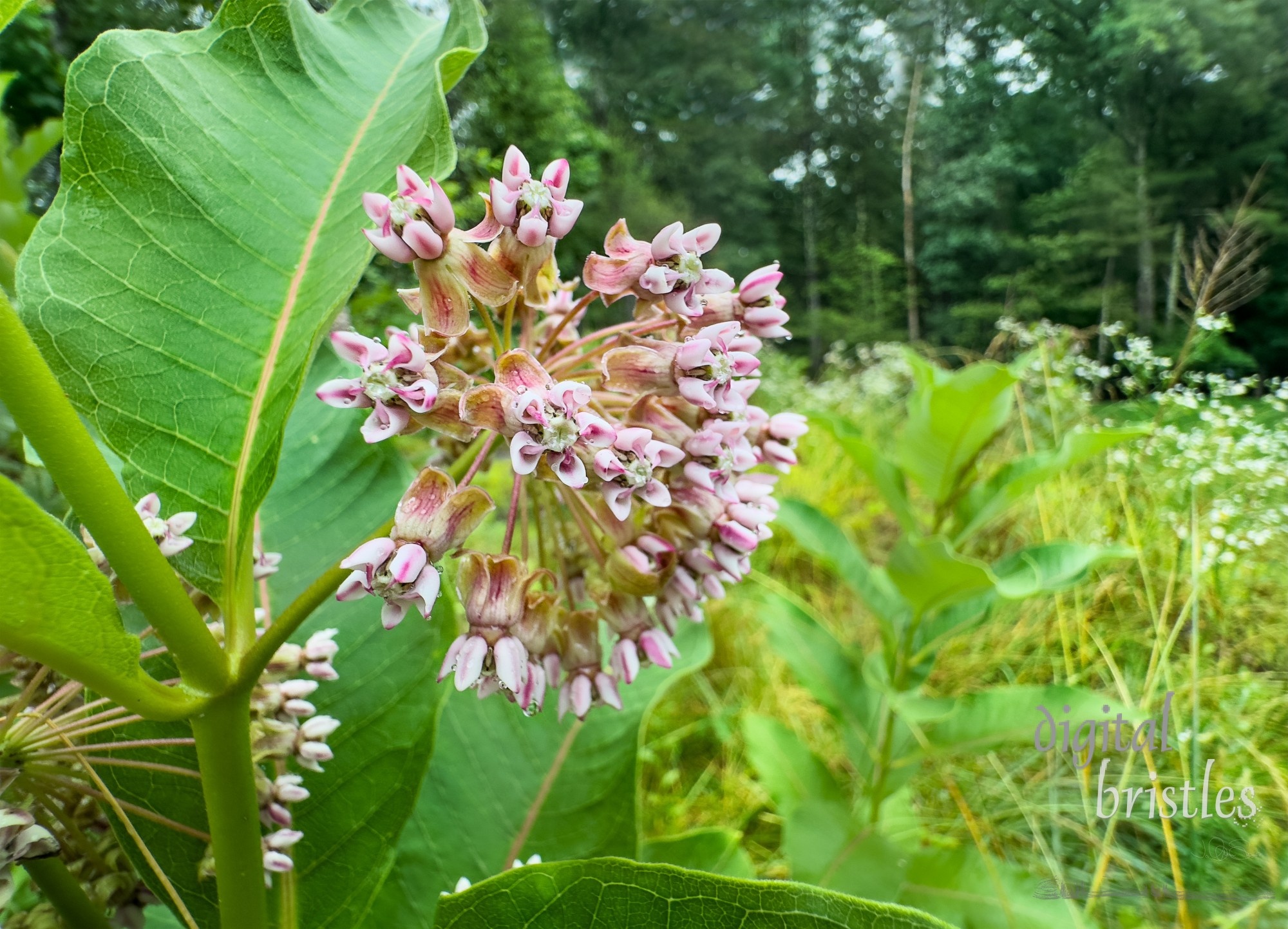 Pretty - plus insect and butterfly friendly -  flowers of the common milkweed on a wet Summer morning