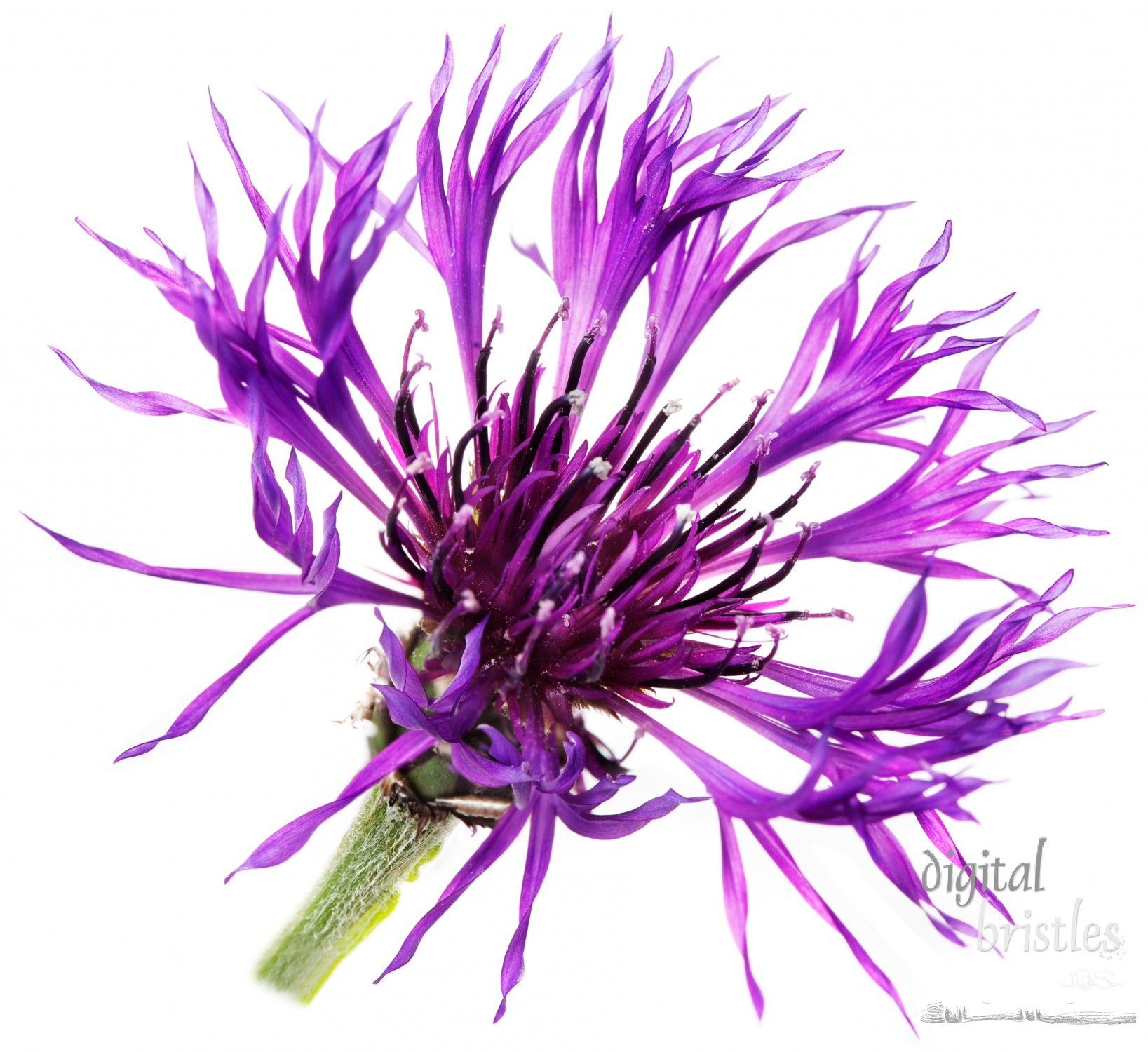 Purple Cornflower, isolated. Centaurea Montana