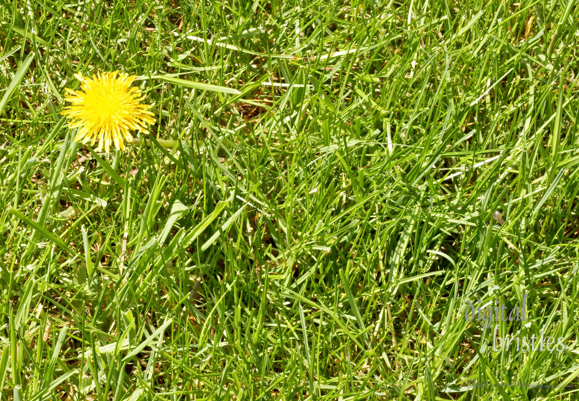 Weed in the grass. Dandelion threatens the lawn