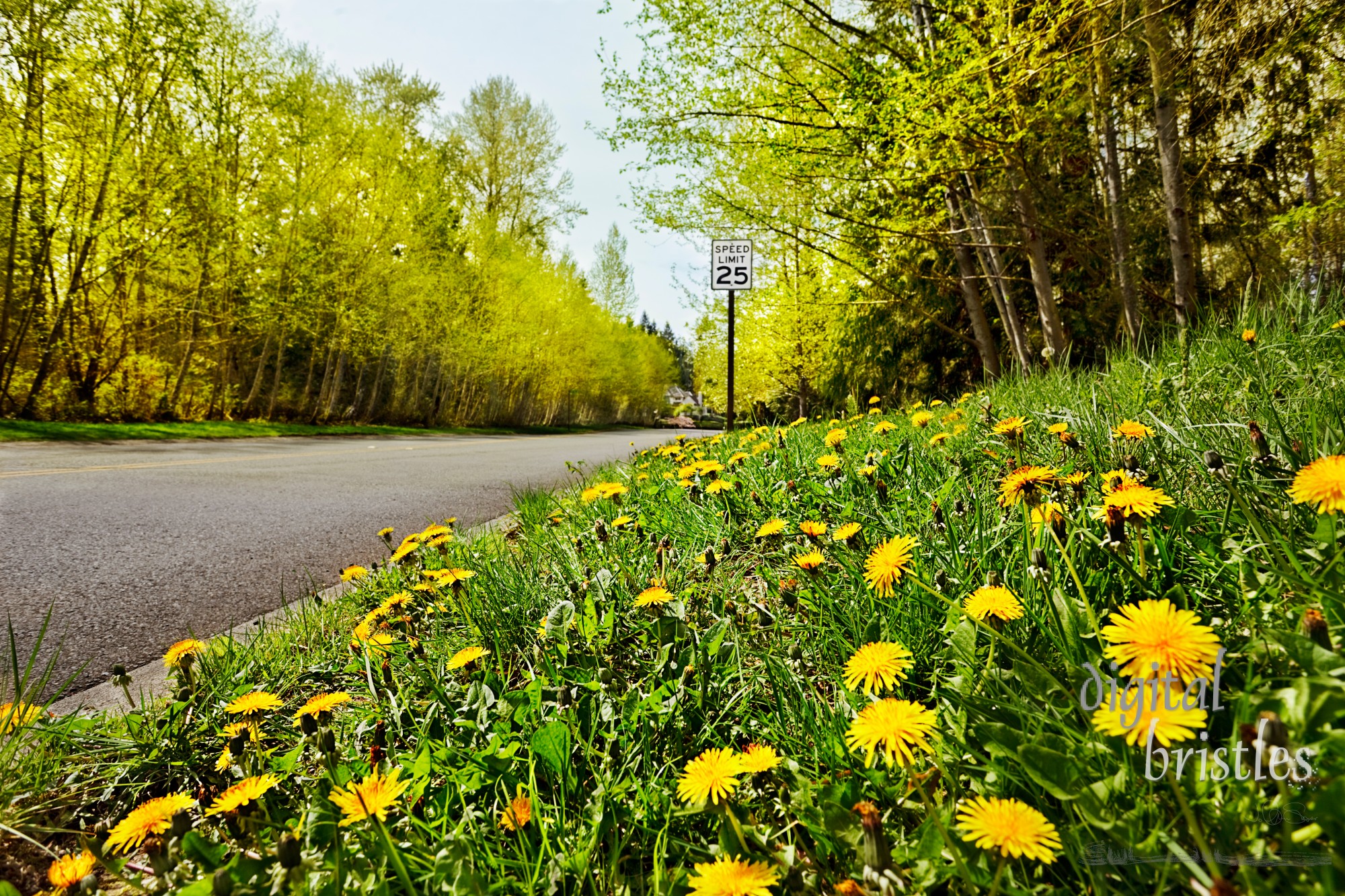 Quiet road with Spring dandelions & new leaf buds