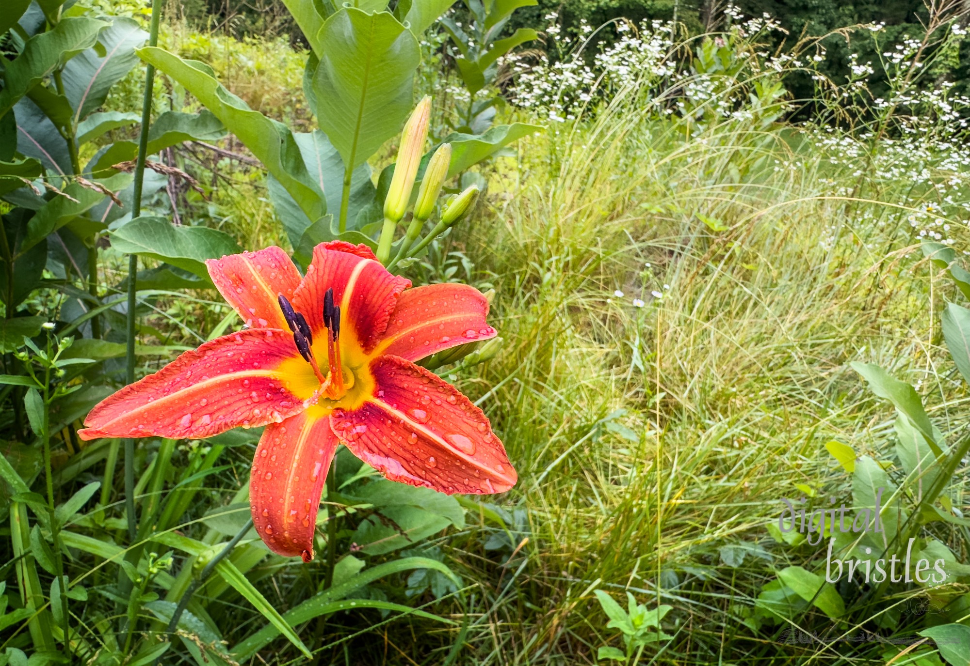 Wild but showy orange daylily blooming on a wet Summer morning