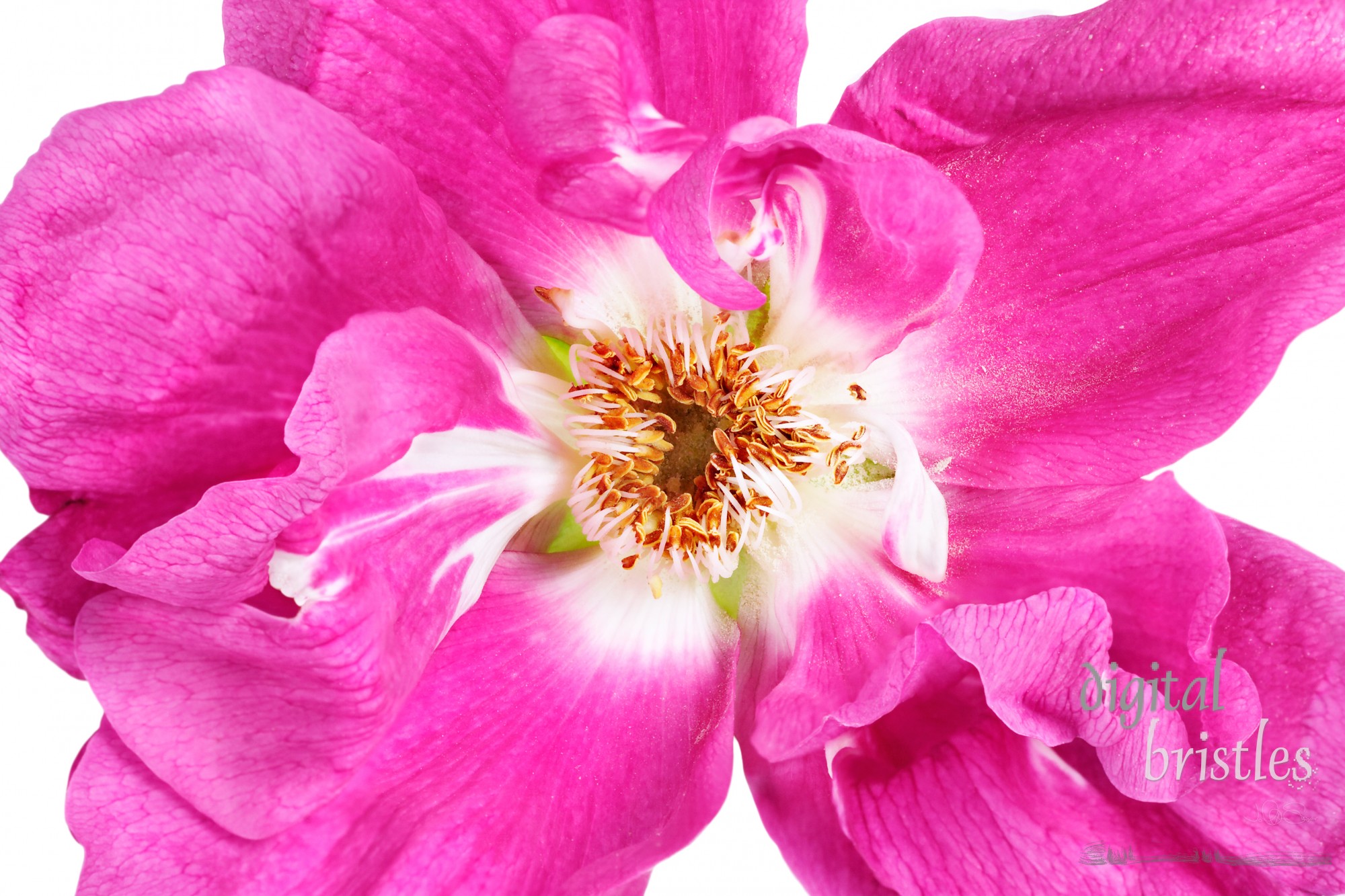 Macro shot of the pollen covered petals of a a hot pink dog rose (Rosa canina) blossom