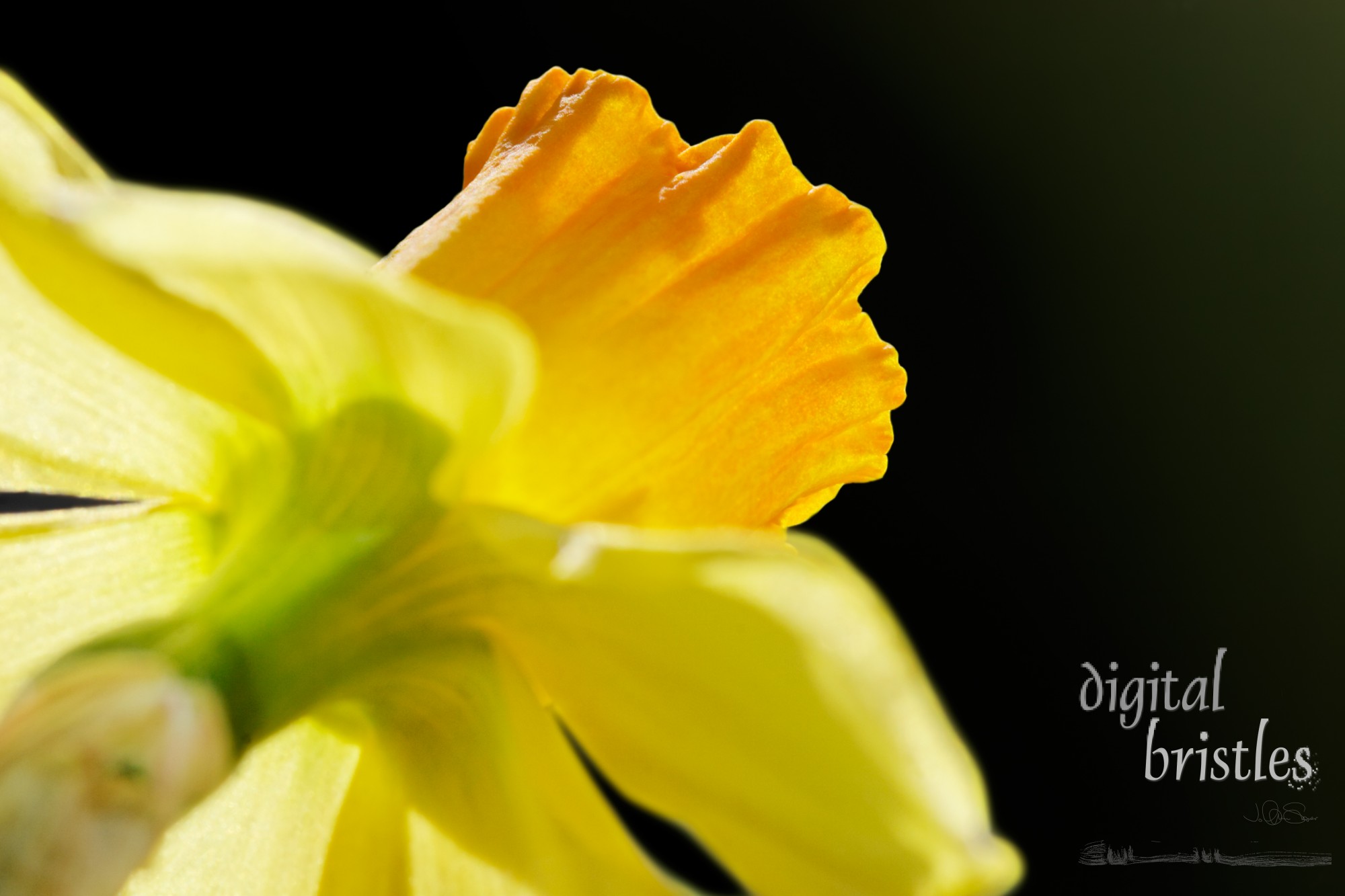 Daffodil flower facing the morning's winter sun - focus on edge of flower cup