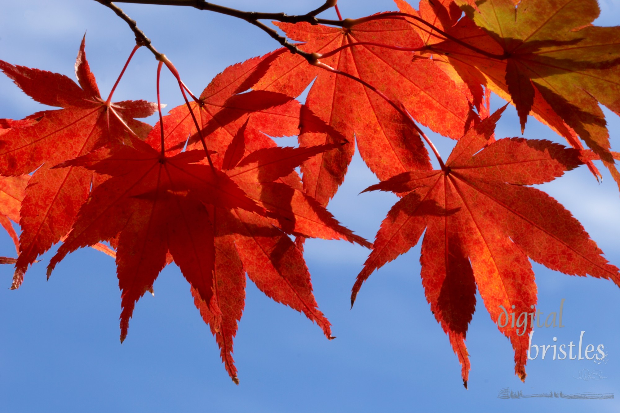 Closeup of Japanese maple leaves on a sunny fall afternoon