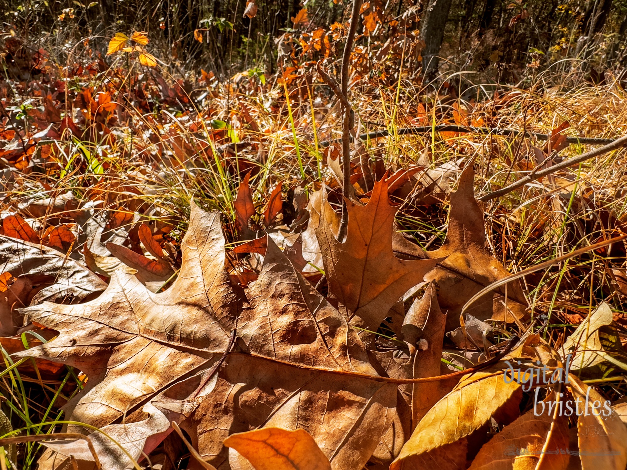 Morning sun lights up layers of leaves on the forest floor