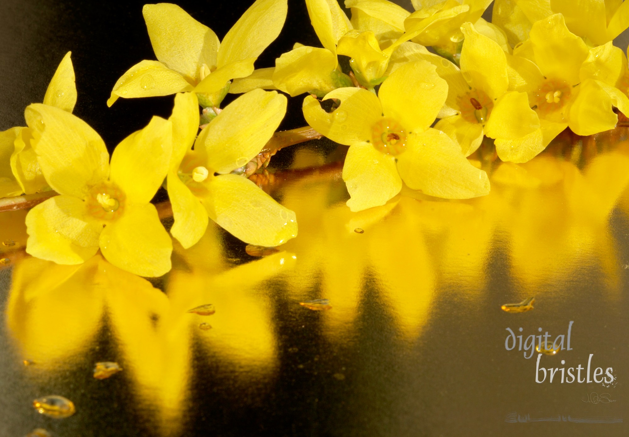 Forsythia branch on a reflective gold surface