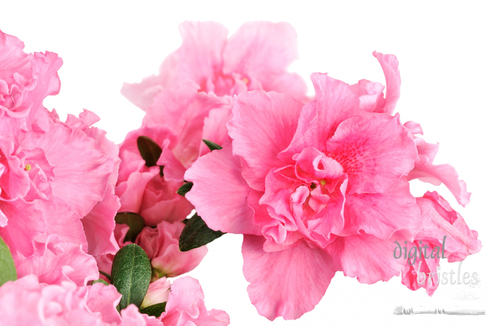 Frilly pink azalea, isolated