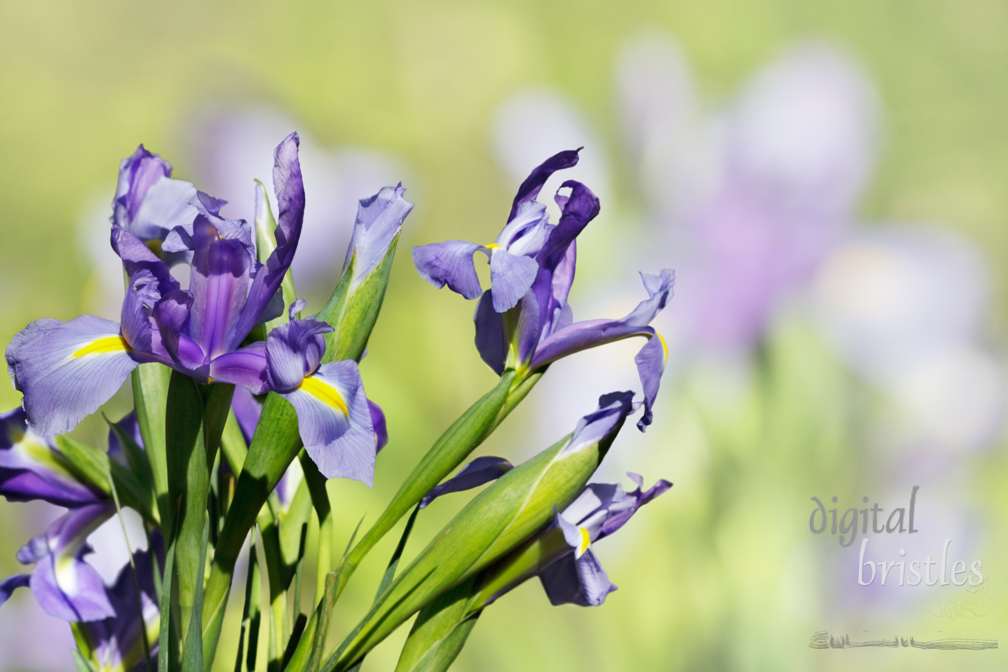 Iris in the Spring sun