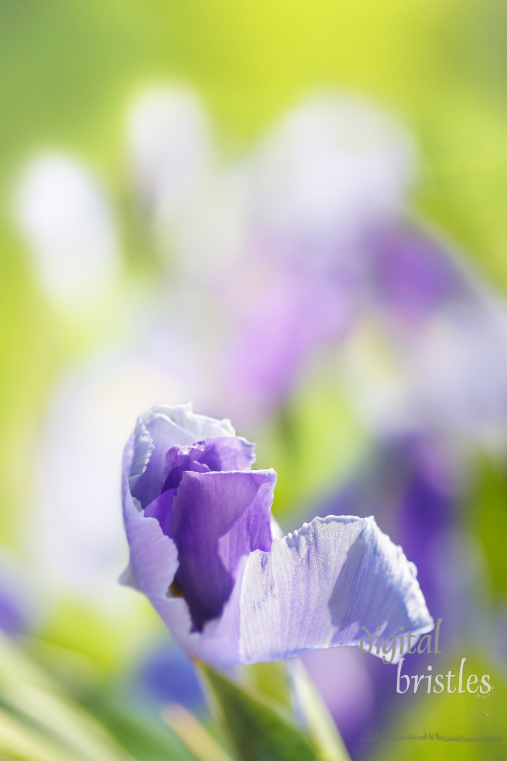 Spring sunlight on a newly opened iris bud